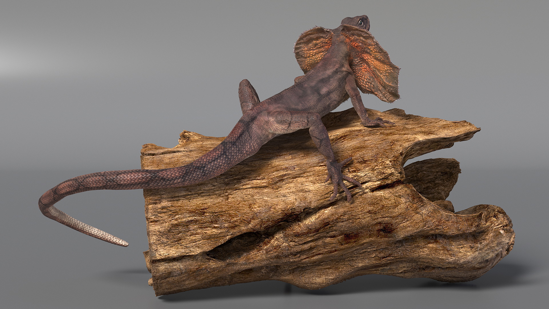 Frilled Lizard on Snag 3D