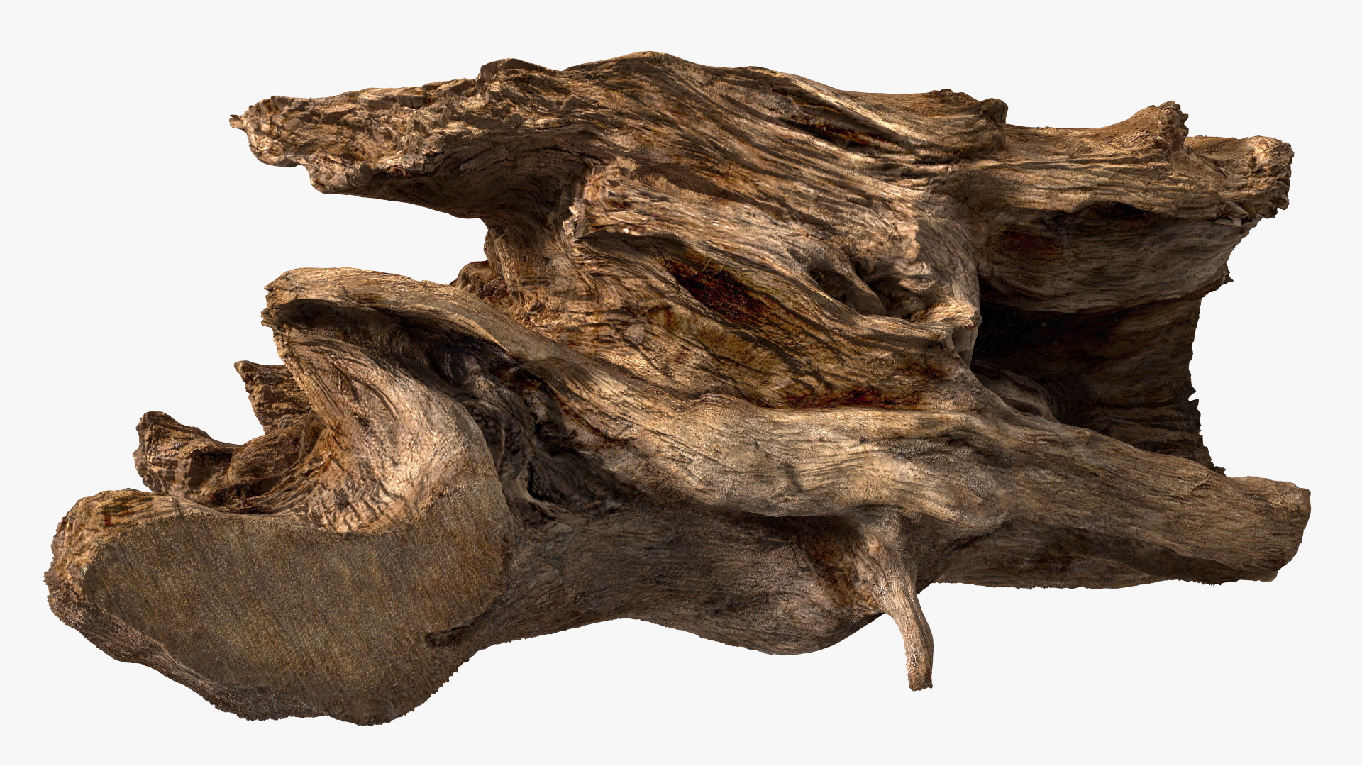 Frilled Lizard on Snag 3D