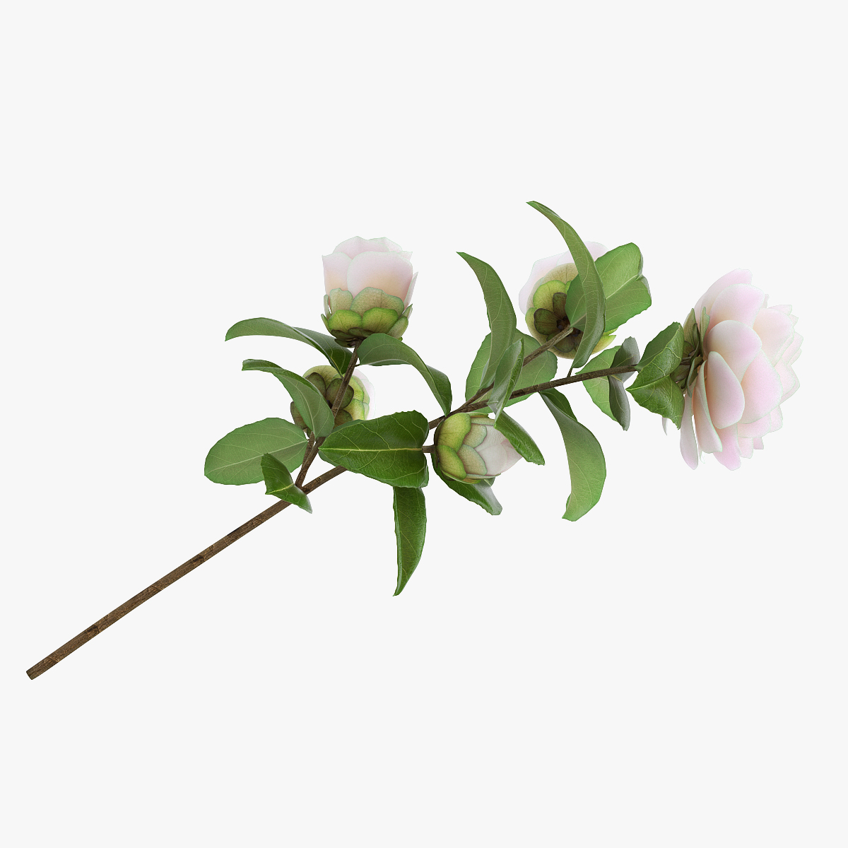 Camellia Flower, view 5