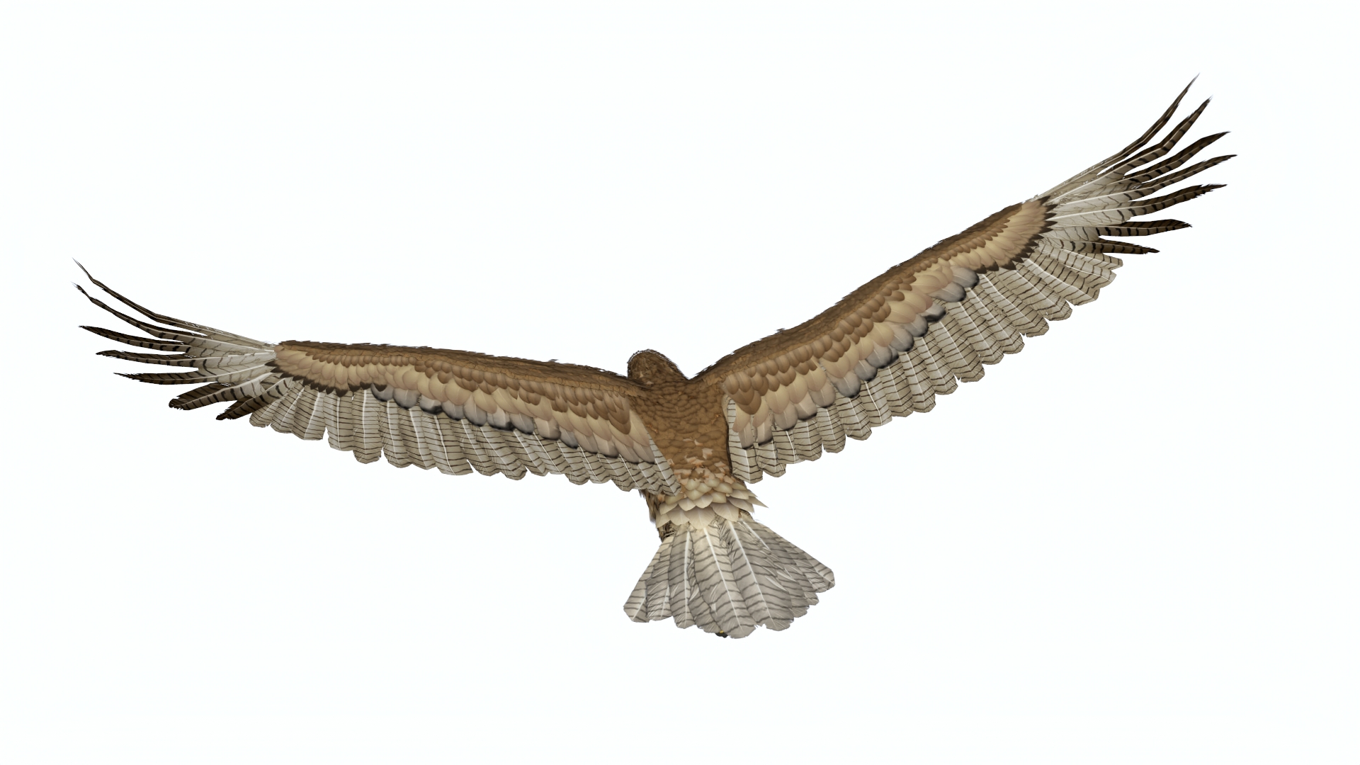 Flying Gurney Eagle 3D model