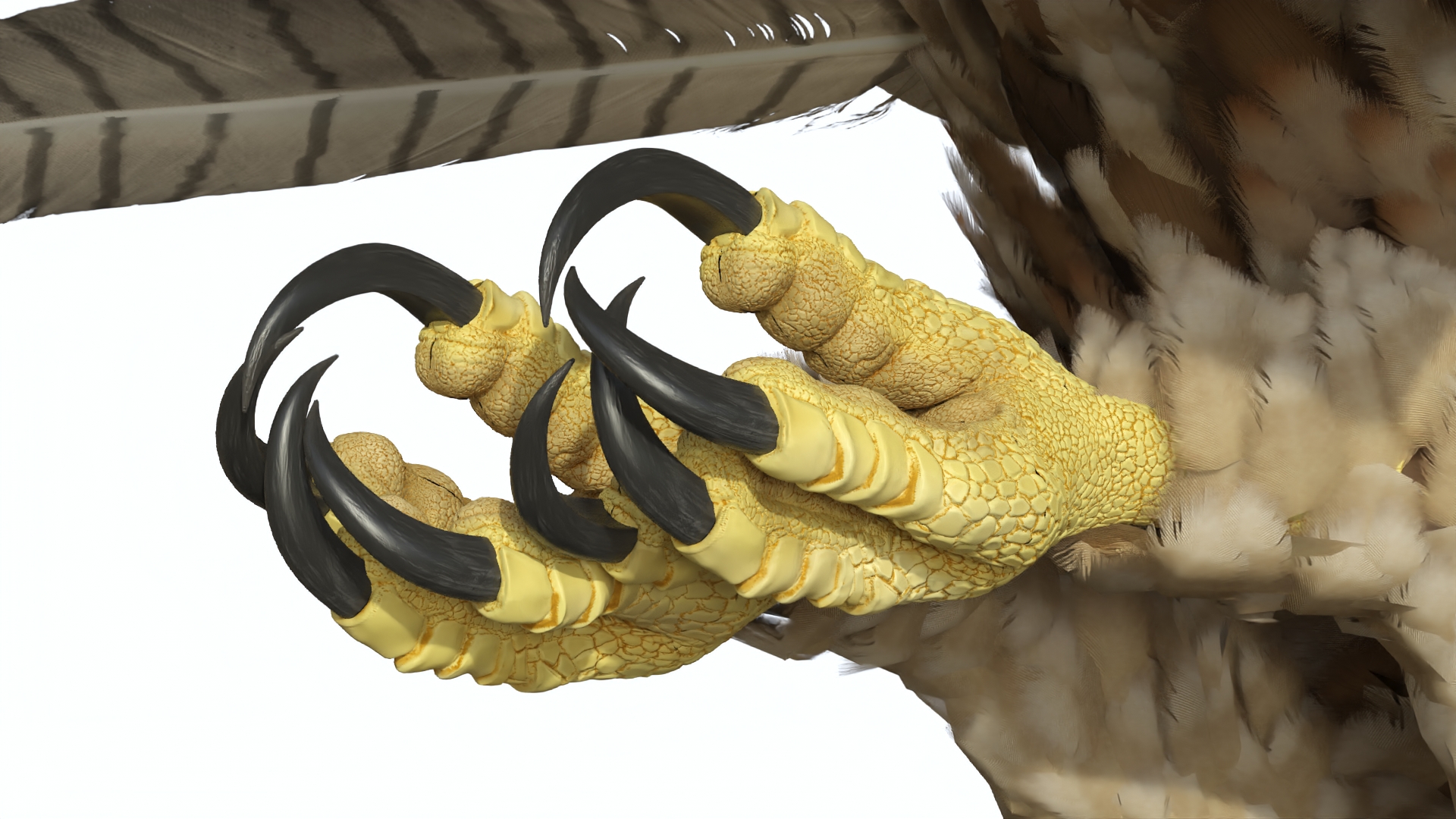 Flying Gurney Eagle 3D model