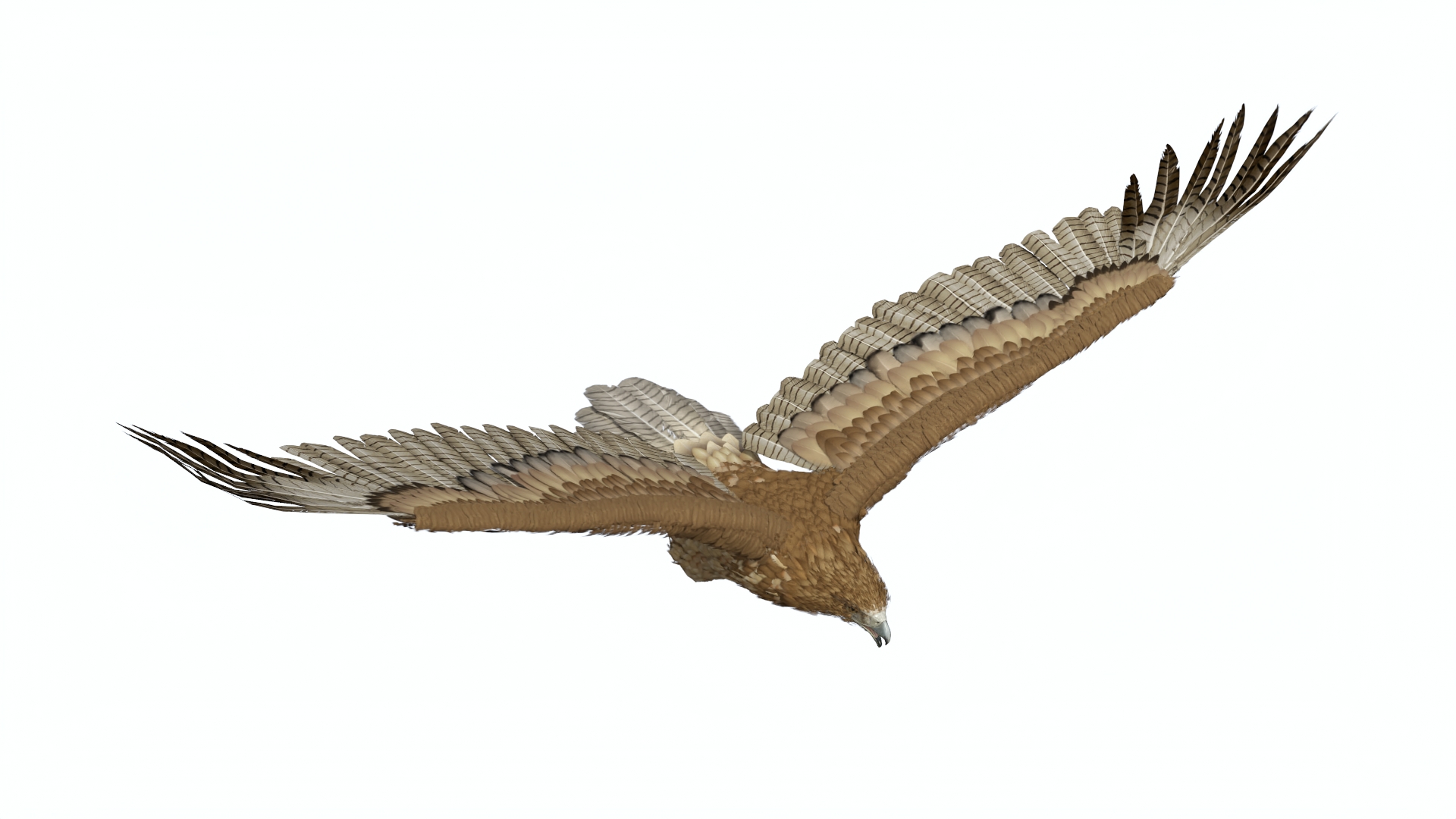 Flying Gurney Eagle 3D model