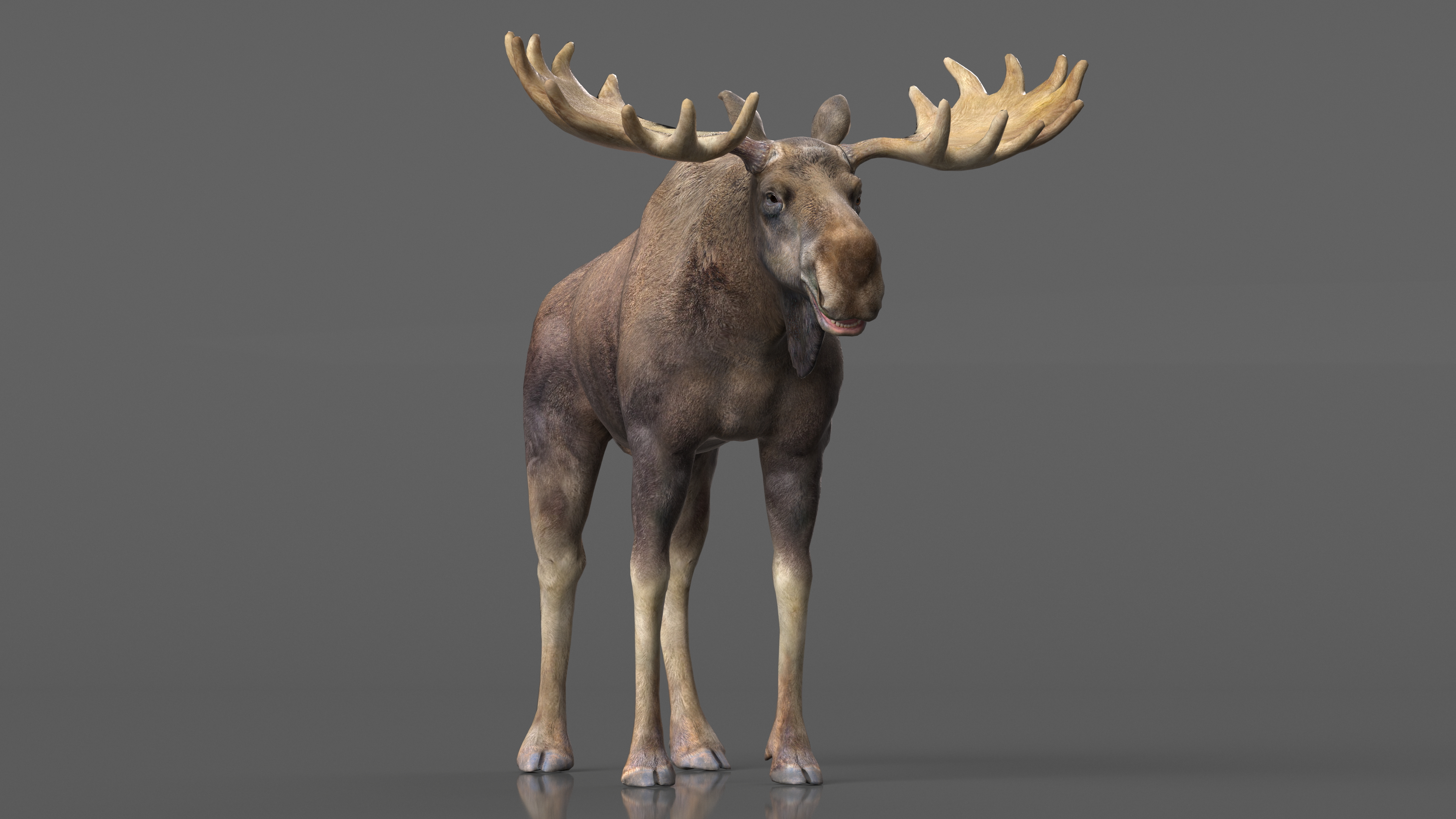 Moose No Fur 3D