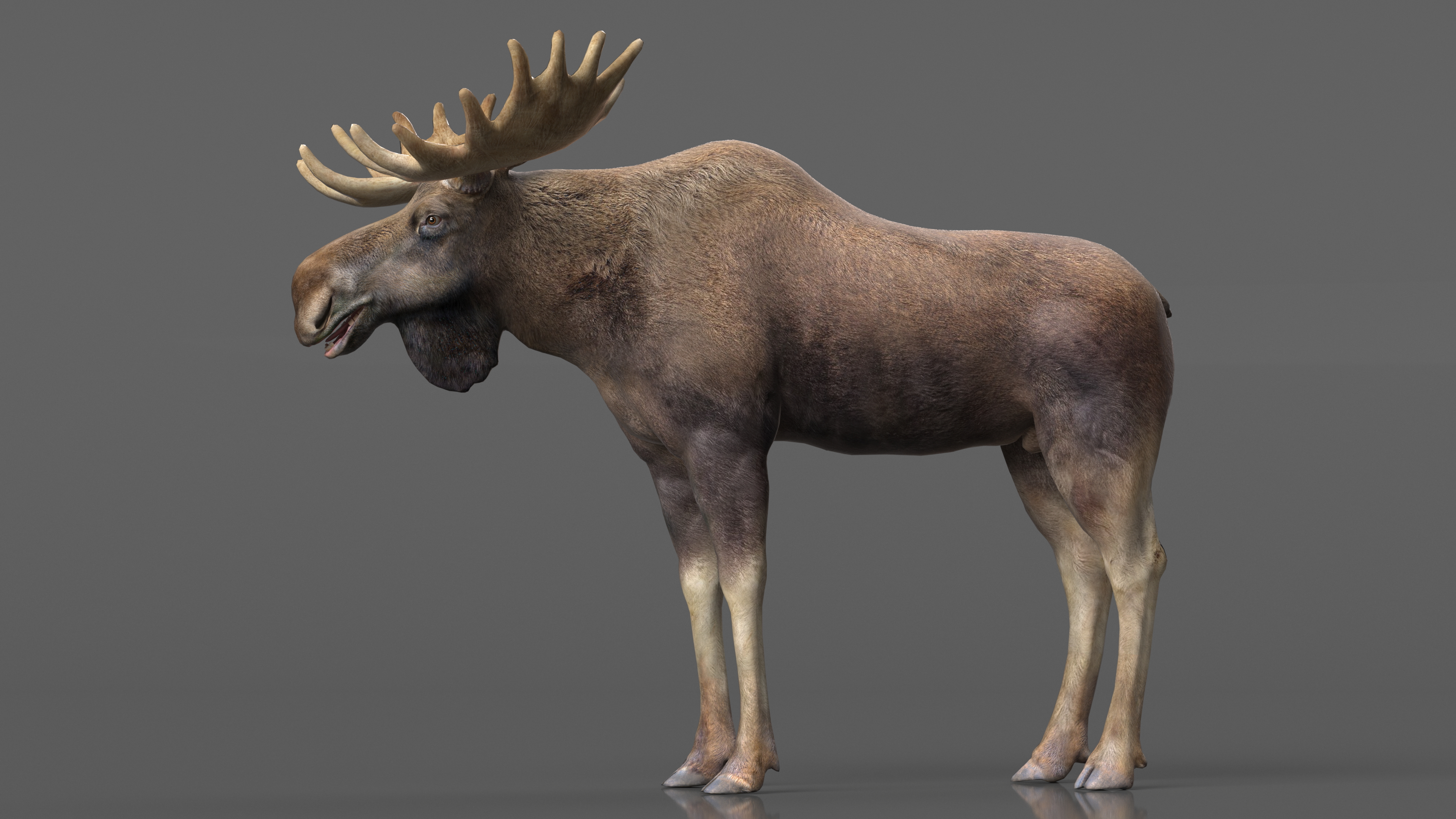 Moose No Fur 3D