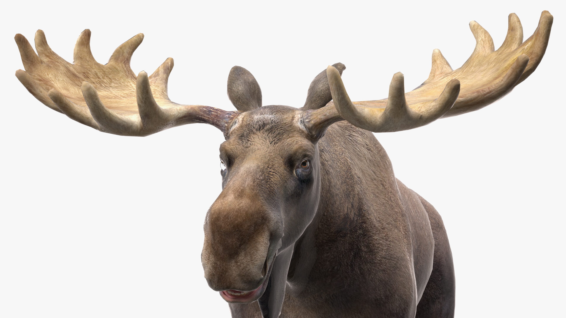 Moose No Fur 3D