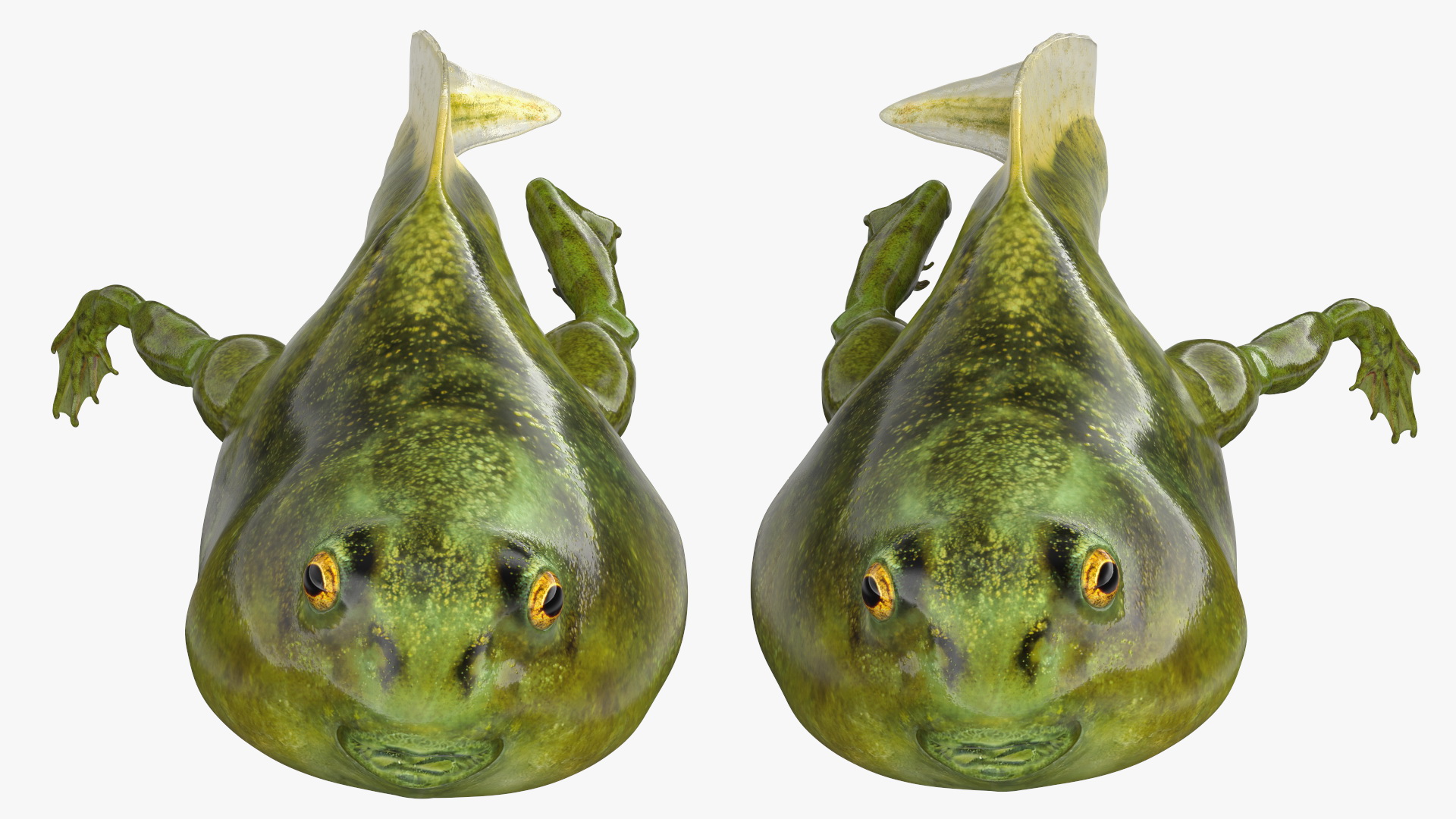 Tadpole with Legs Rigged 3D model