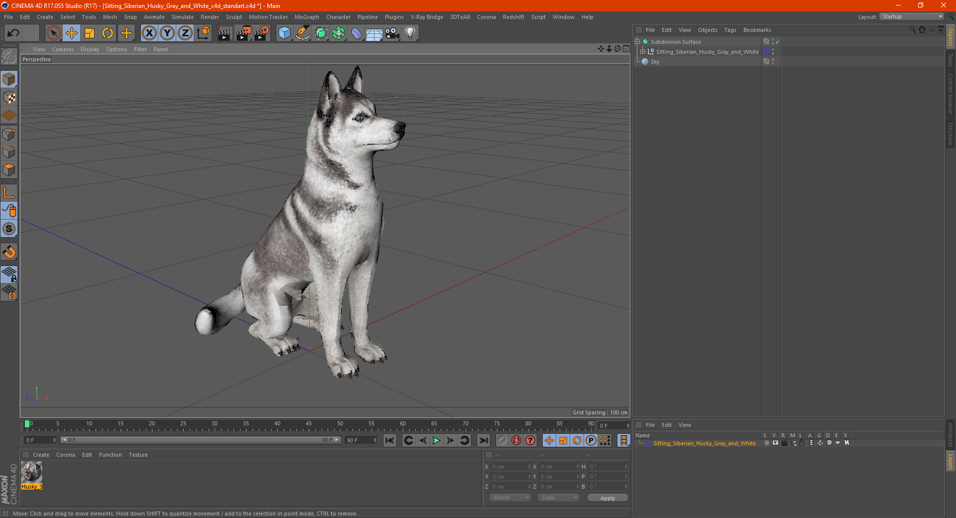 Sitting Siberian Husky Gray and White 3D