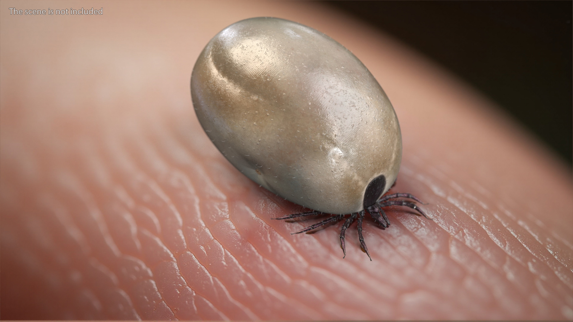 3D Swollen Tick Fur
