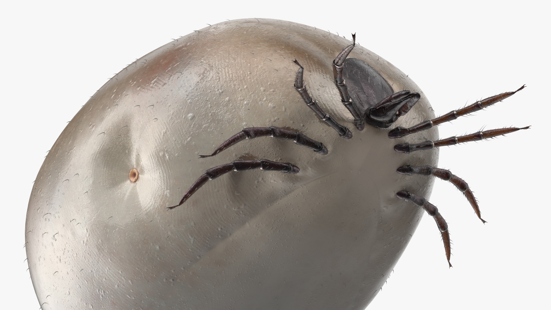 3D Swollen Tick Fur