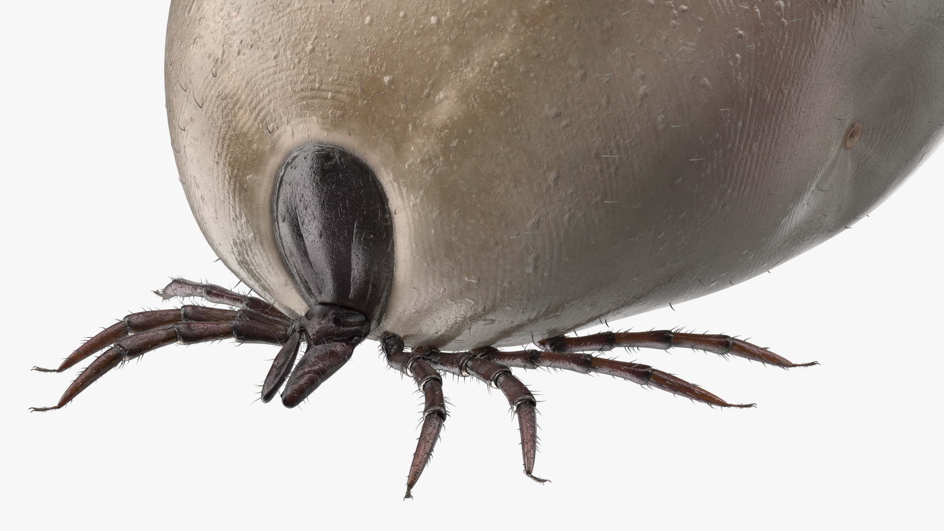 3D Swollen Tick Fur