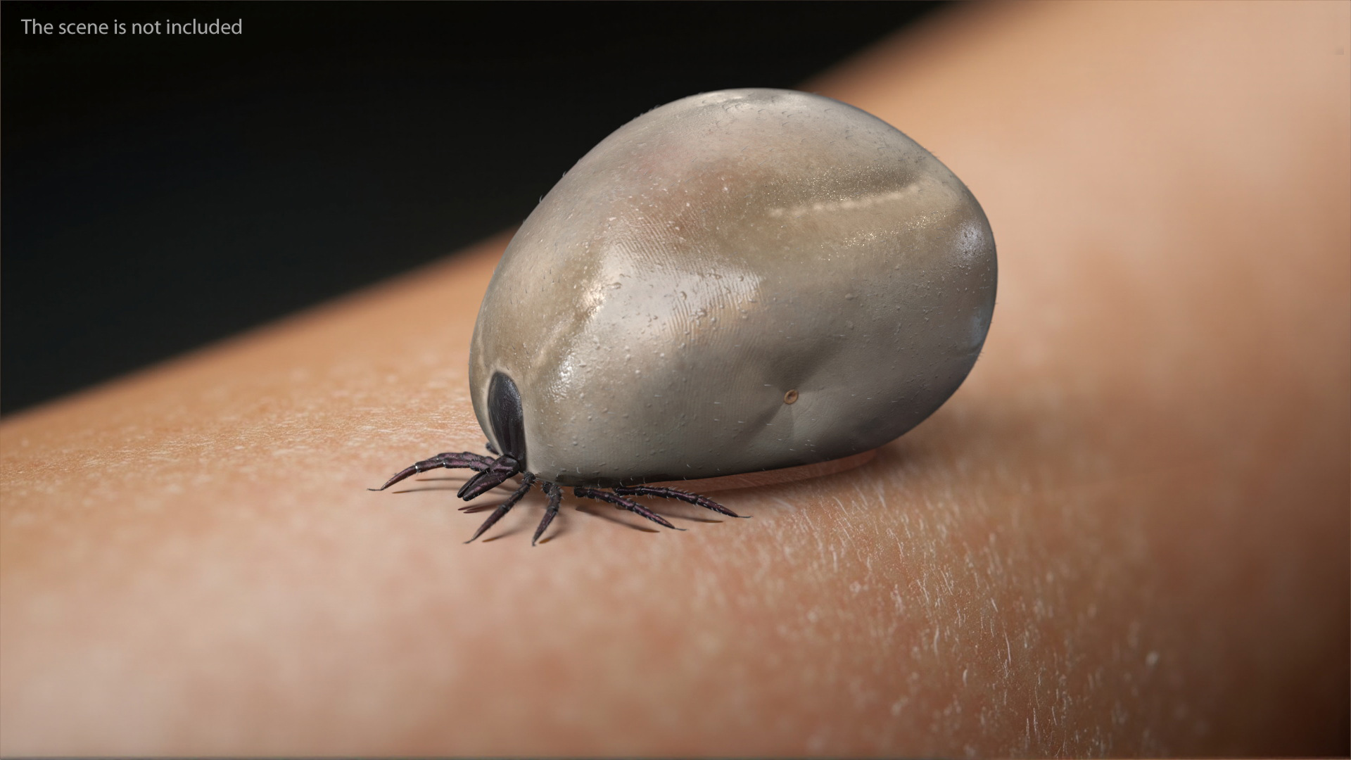3D Swollen Tick Fur