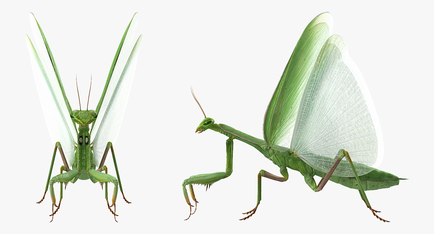 European Mantis Rigged 3D