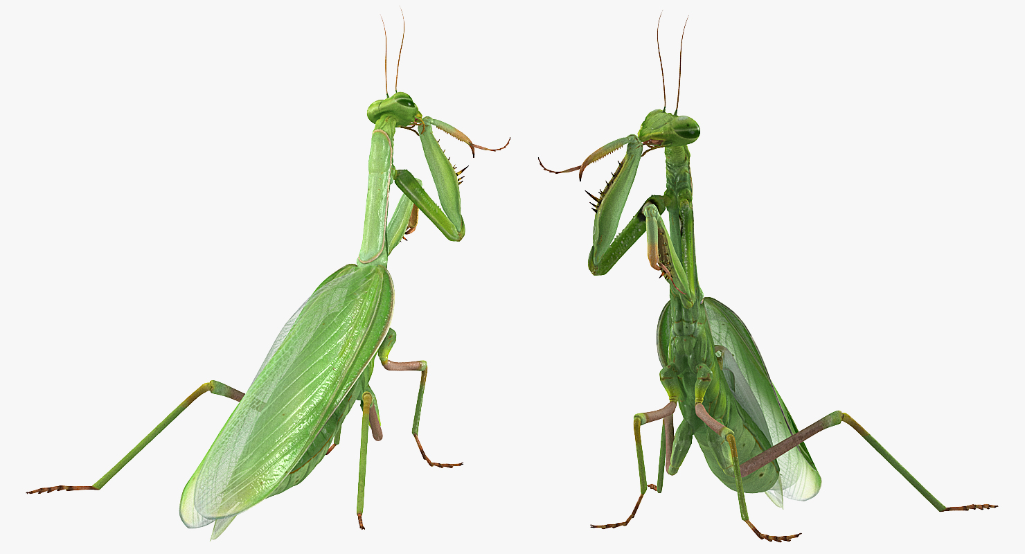 European Mantis Rigged 3D