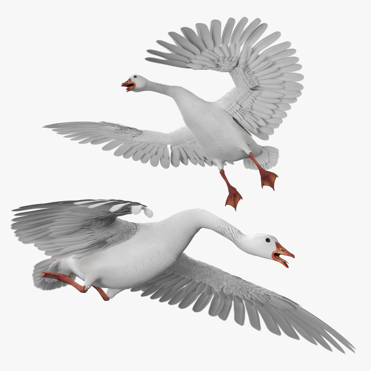 Goose with Spread Wings - White · Rigged