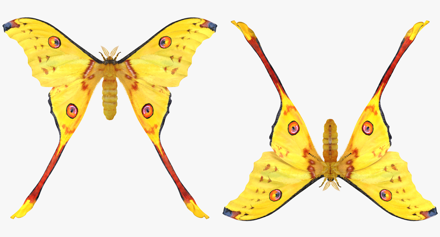 3D model Argema Mittrei with Fur Rigged