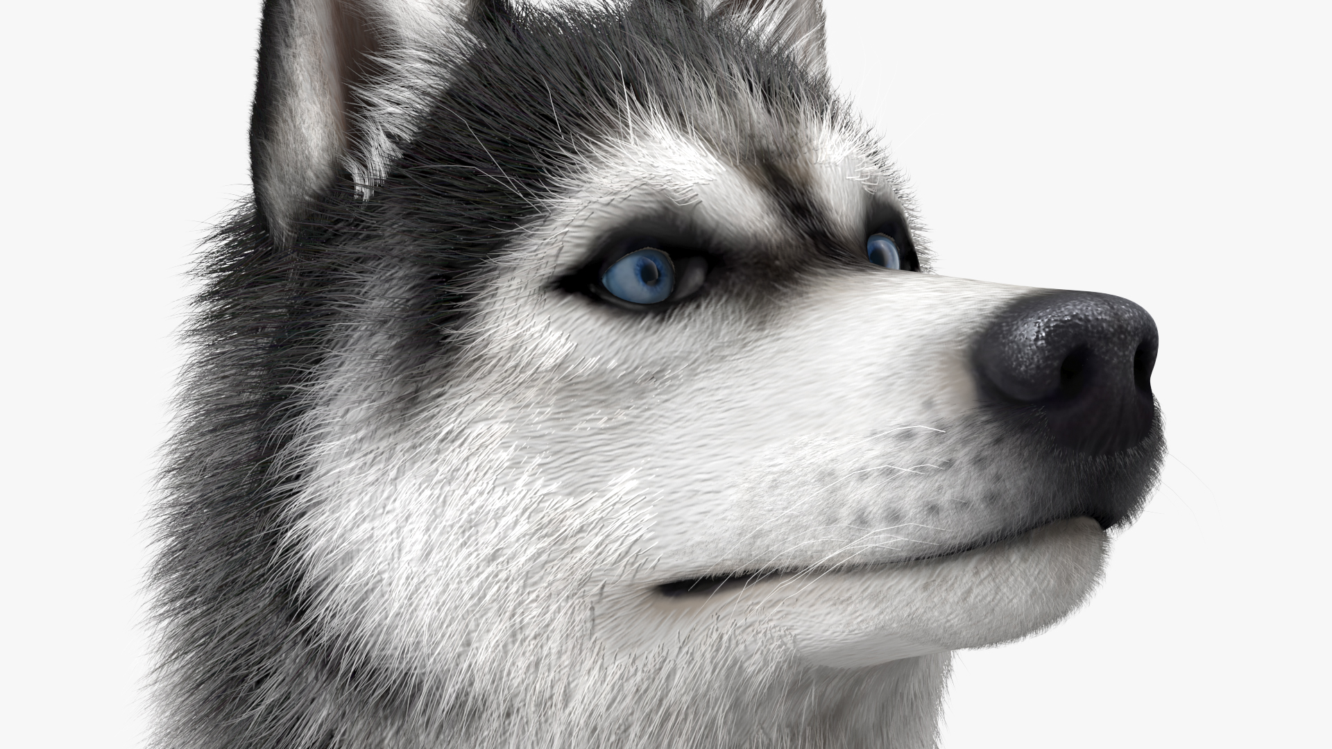 3D Siberian Husky Black and White Fur Rigged