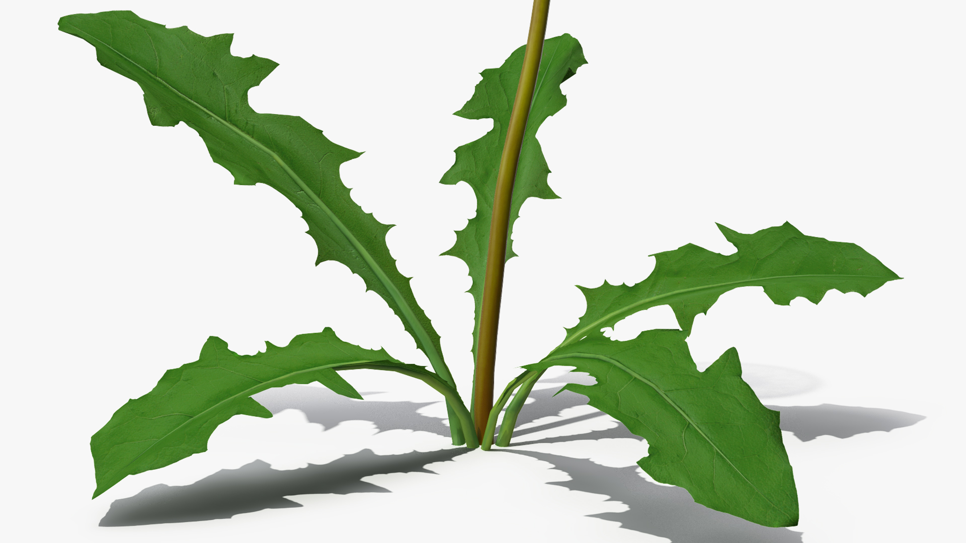3D model Ripe Dandelion Plant