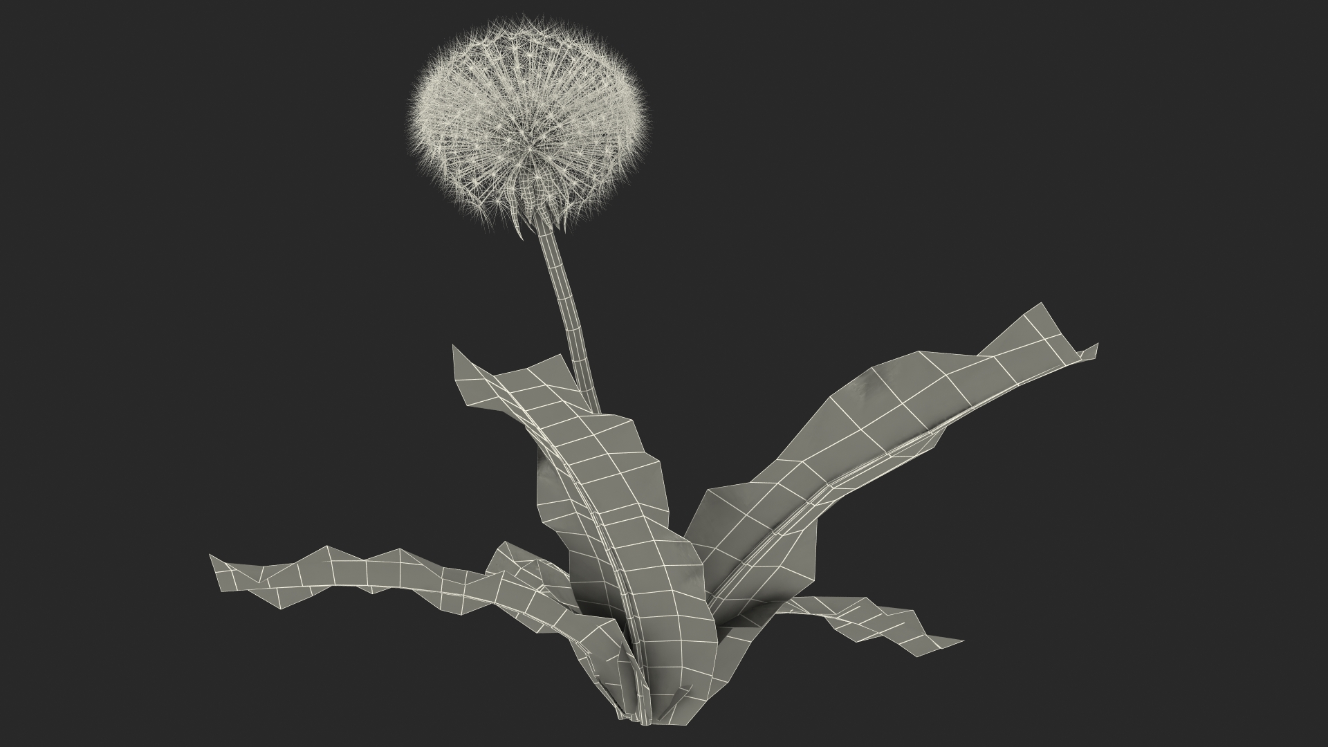 3D model Ripe Dandelion Plant