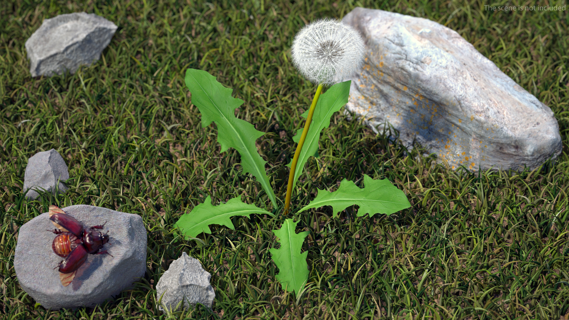 3D model Ripe Dandelion Plant
