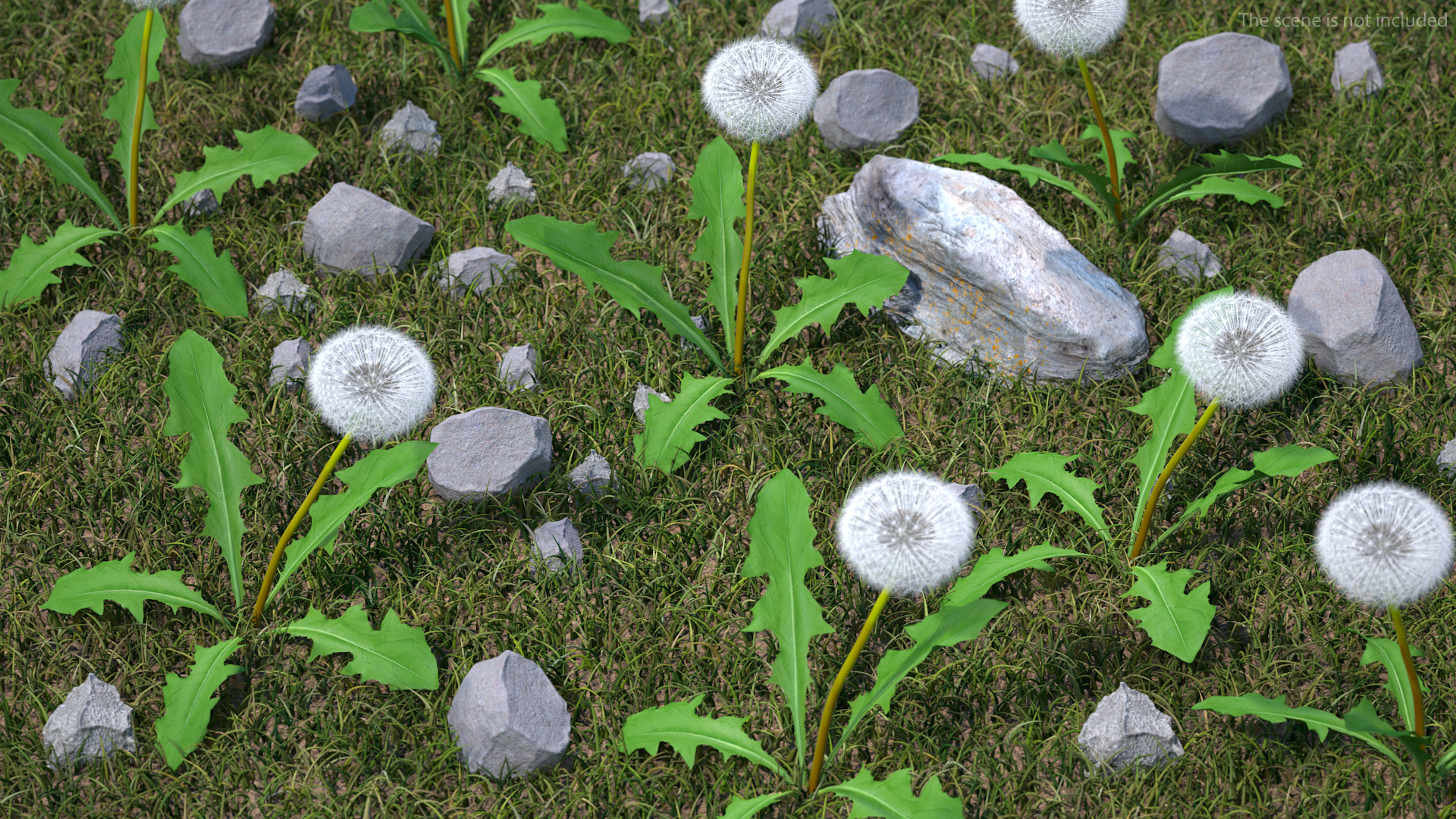 3D model Ripe Dandelion Plant