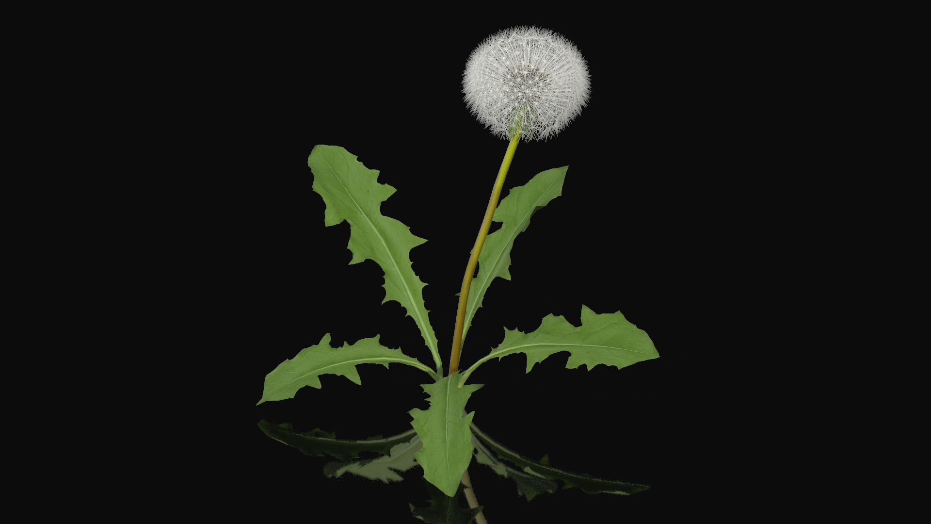 3D model Ripe Dandelion Plant