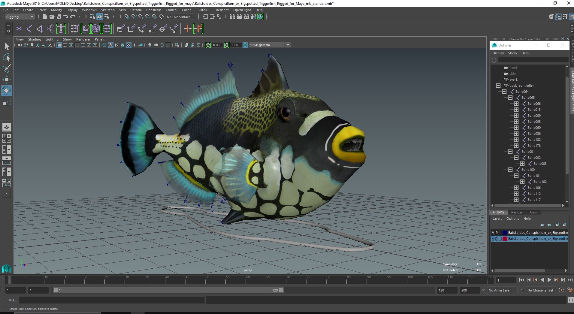3D Balistoides Conspicillum or Bigspotted Triggerfish Rigged for Maya