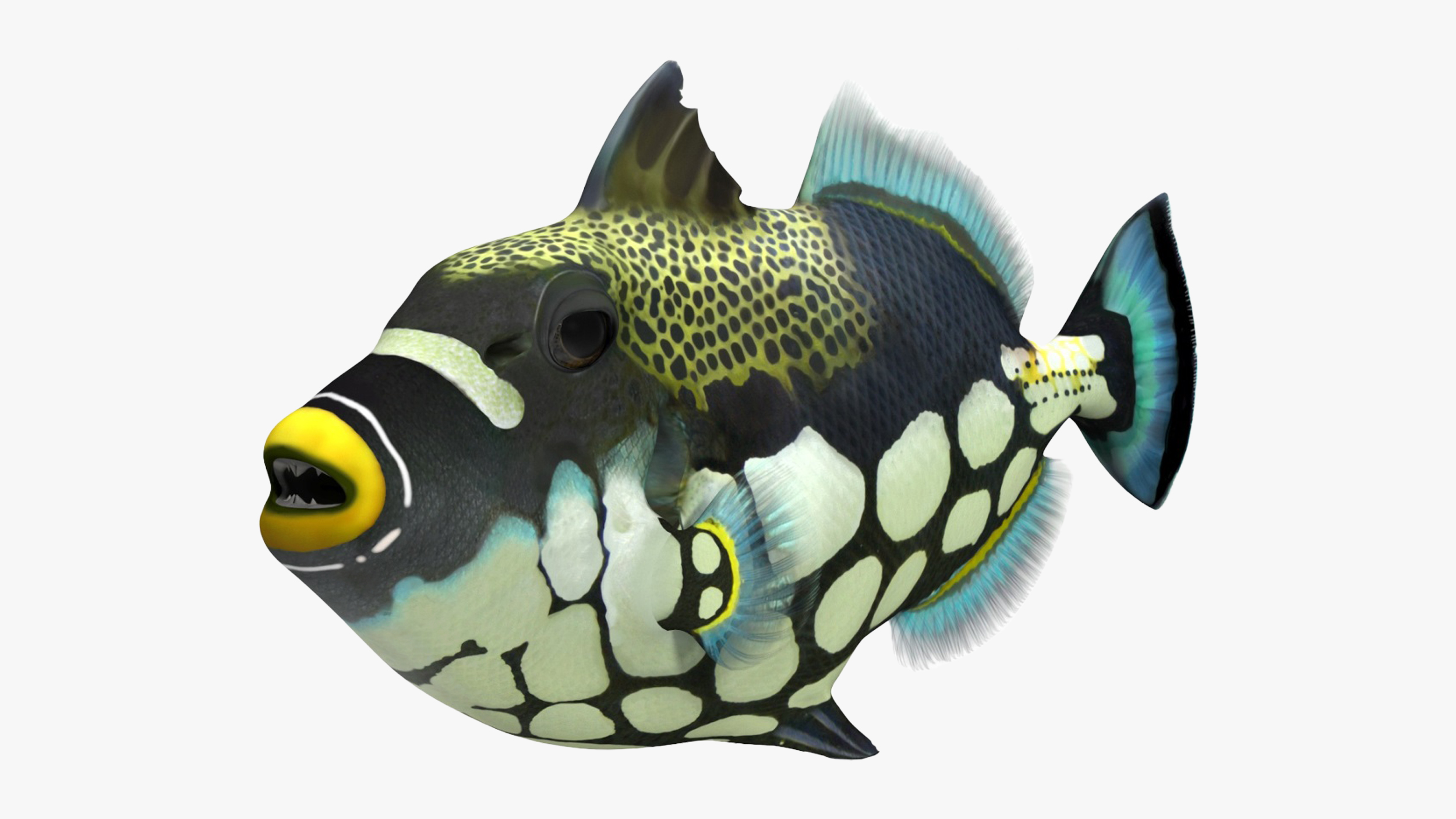 3D Balistoides Conspicillum or Bigspotted Triggerfish Rigged for Maya