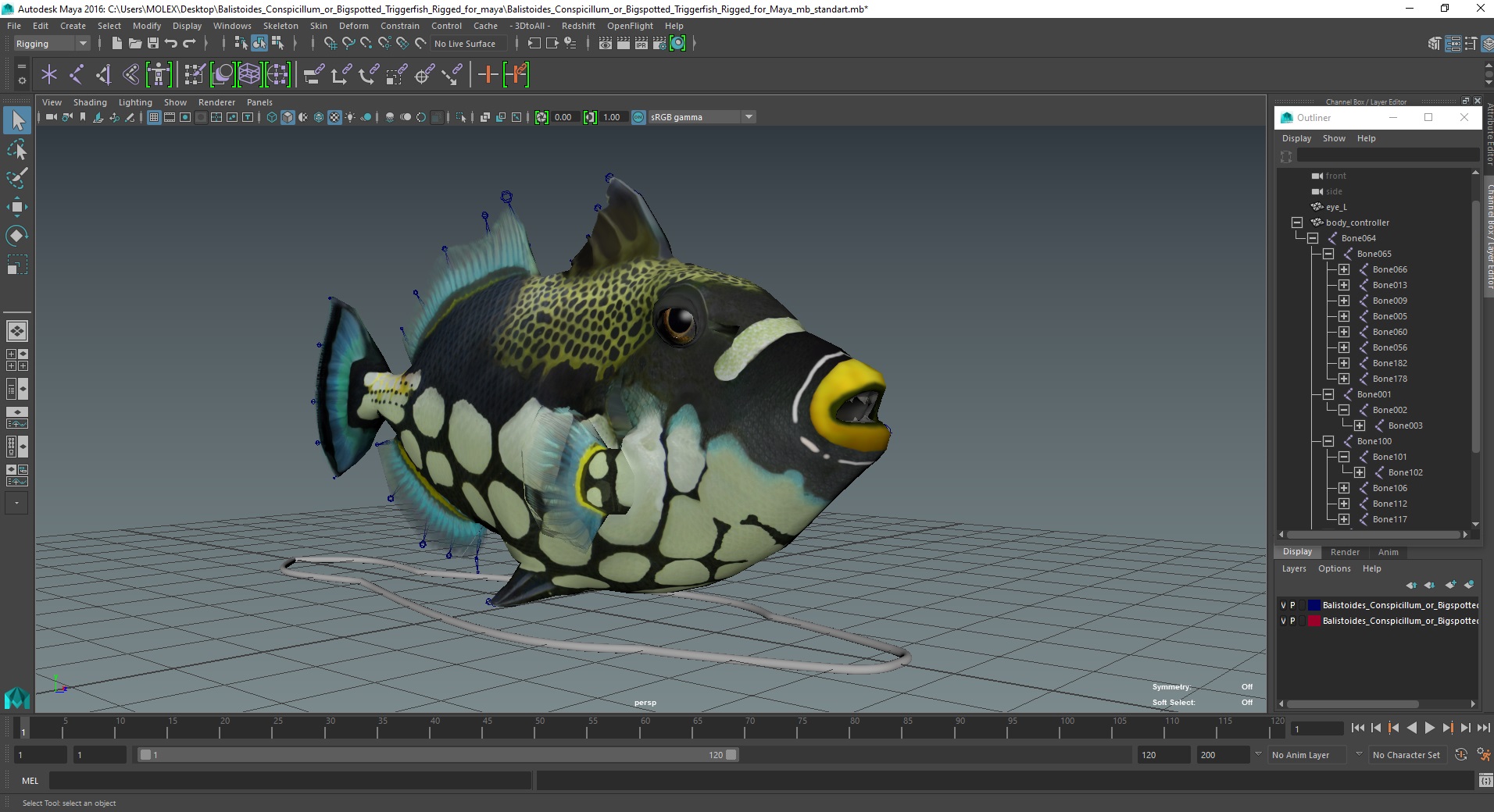 3D Balistoides Conspicillum or Bigspotted Triggerfish Rigged for Maya