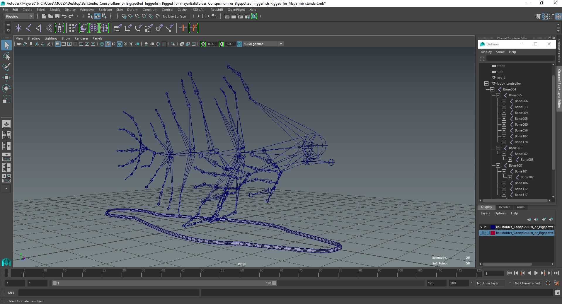 3D Balistoides Conspicillum or Bigspotted Triggerfish Rigged for Maya