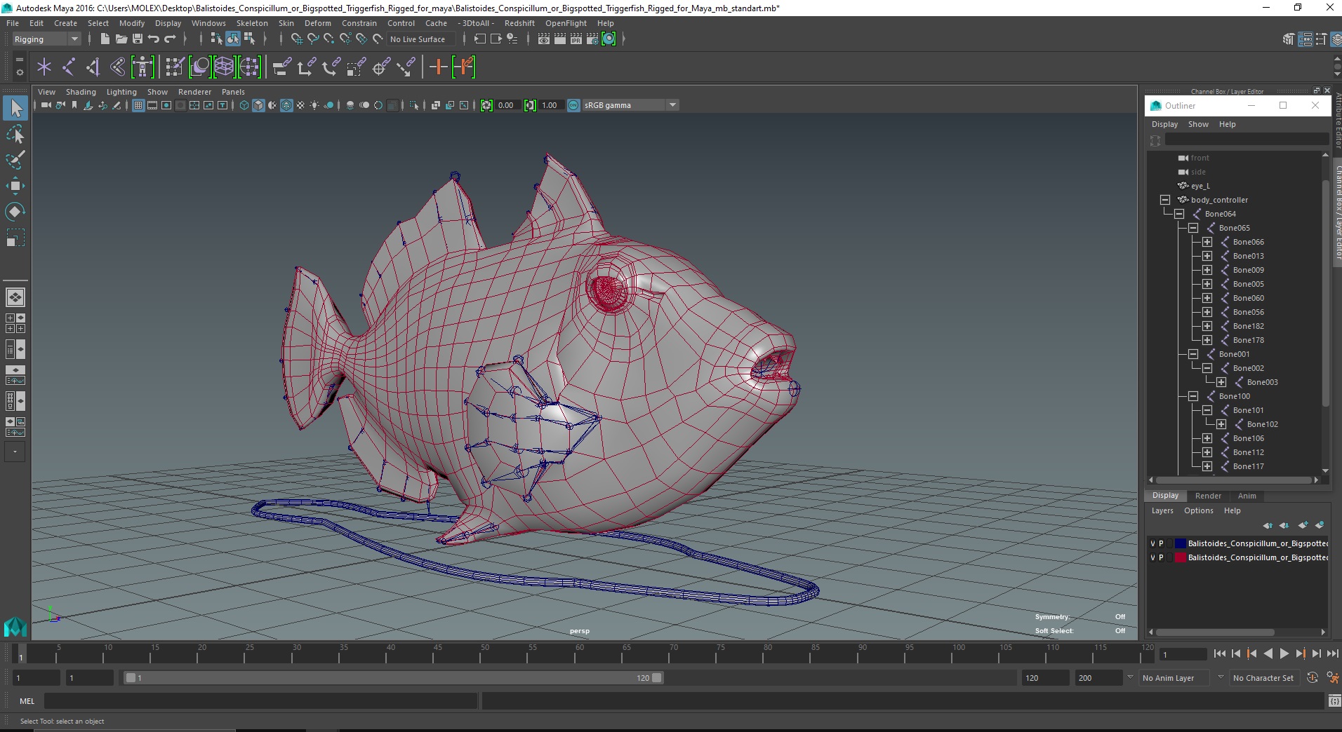 3D Balistoides Conspicillum or Bigspotted Triggerfish Rigged for Maya