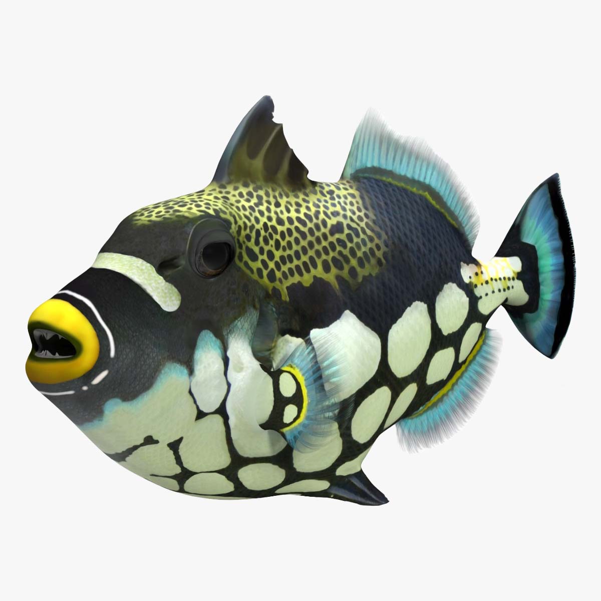 3D Balistoides Conspicillum or Bigspotted Triggerfish Rigged for Maya