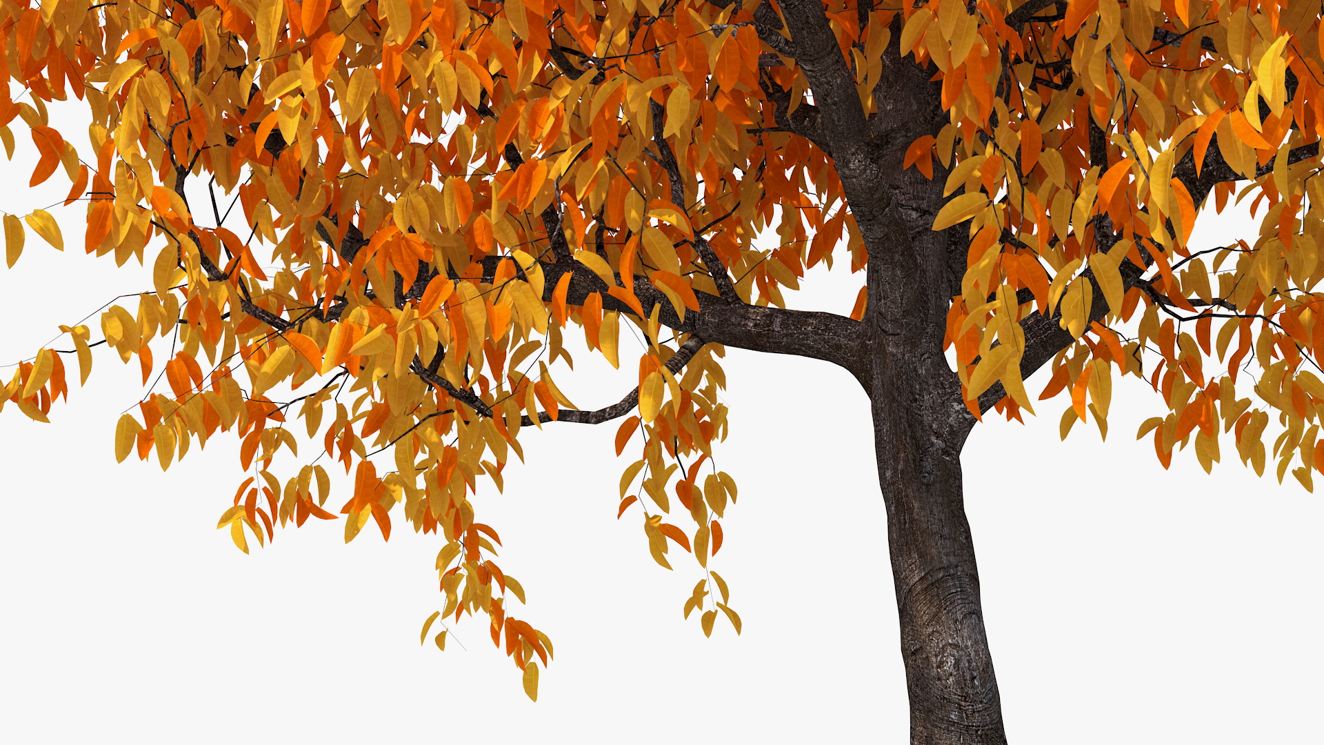 3D Autumn Cherry Tree model