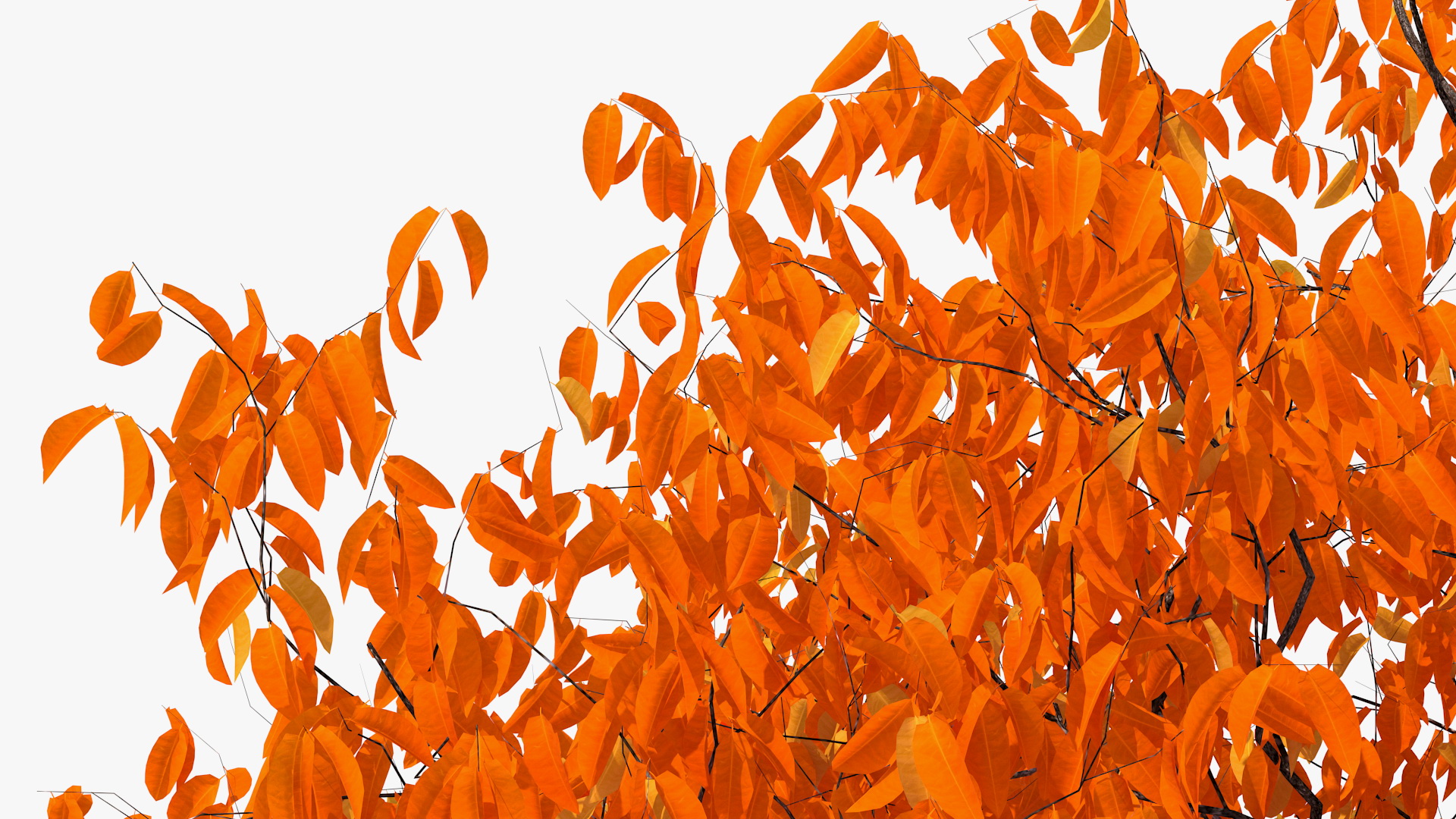 3D Autumn Cherry Tree model