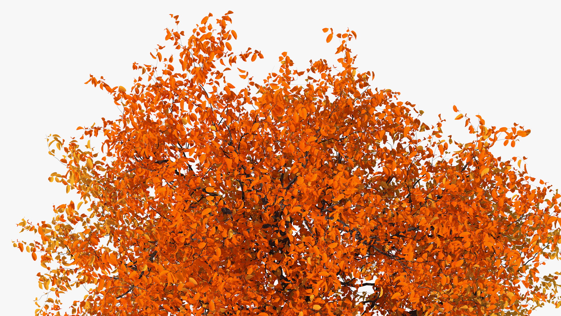3D Autumn Cherry Tree model