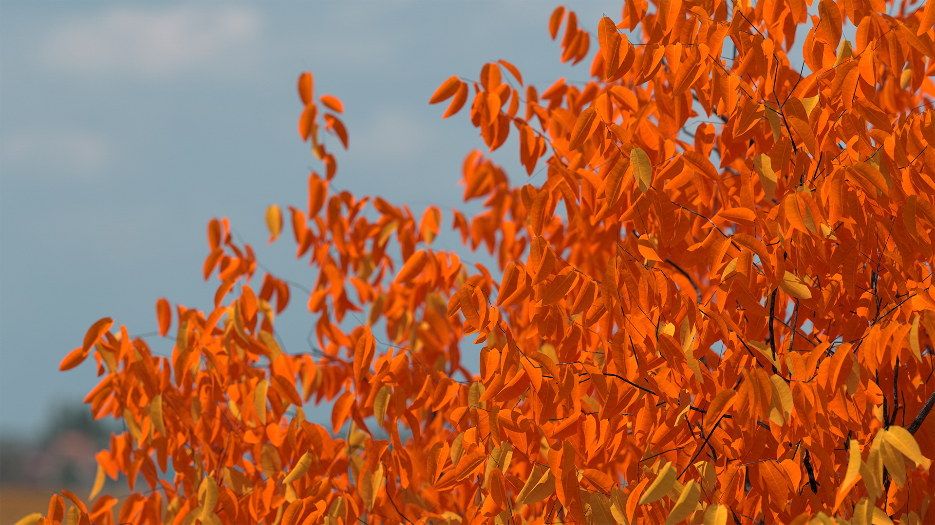 3D Autumn Cherry Tree model