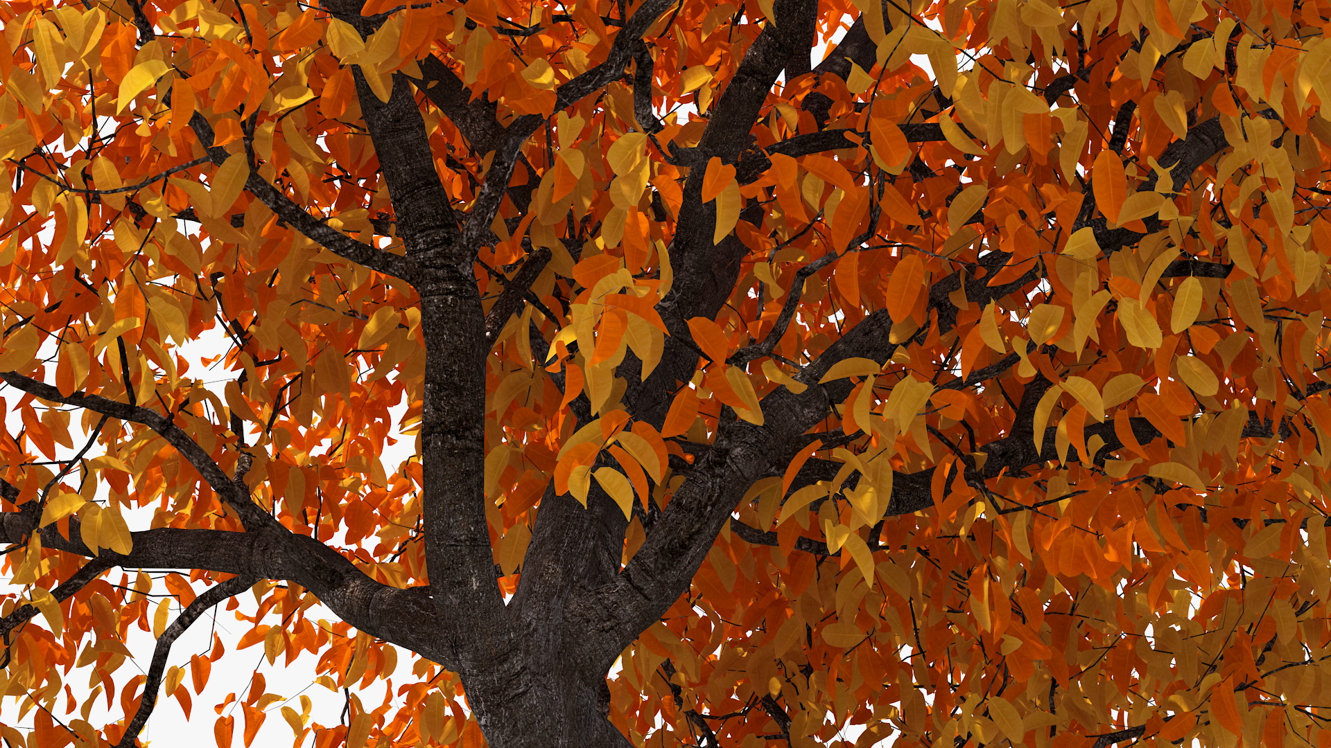 3D Autumn Cherry Tree model
