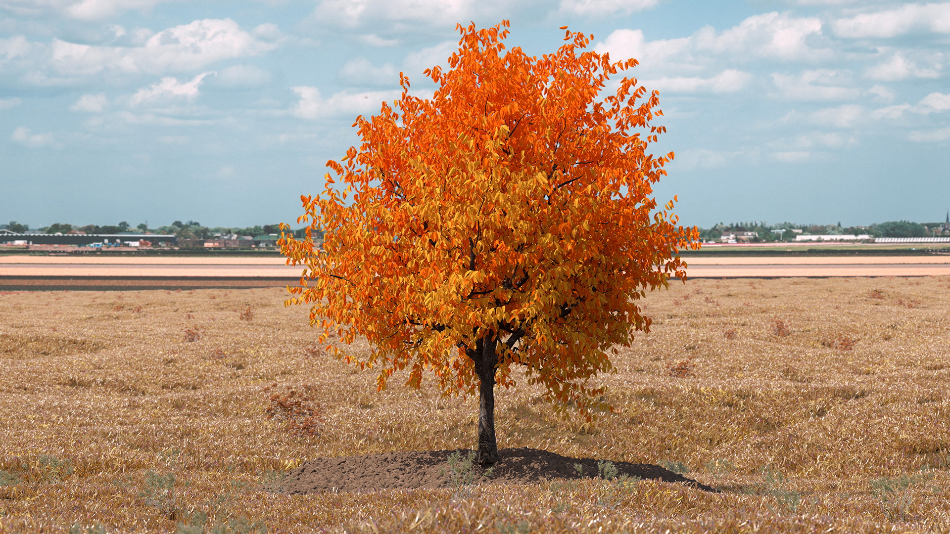 3D Autumn Cherry Tree model