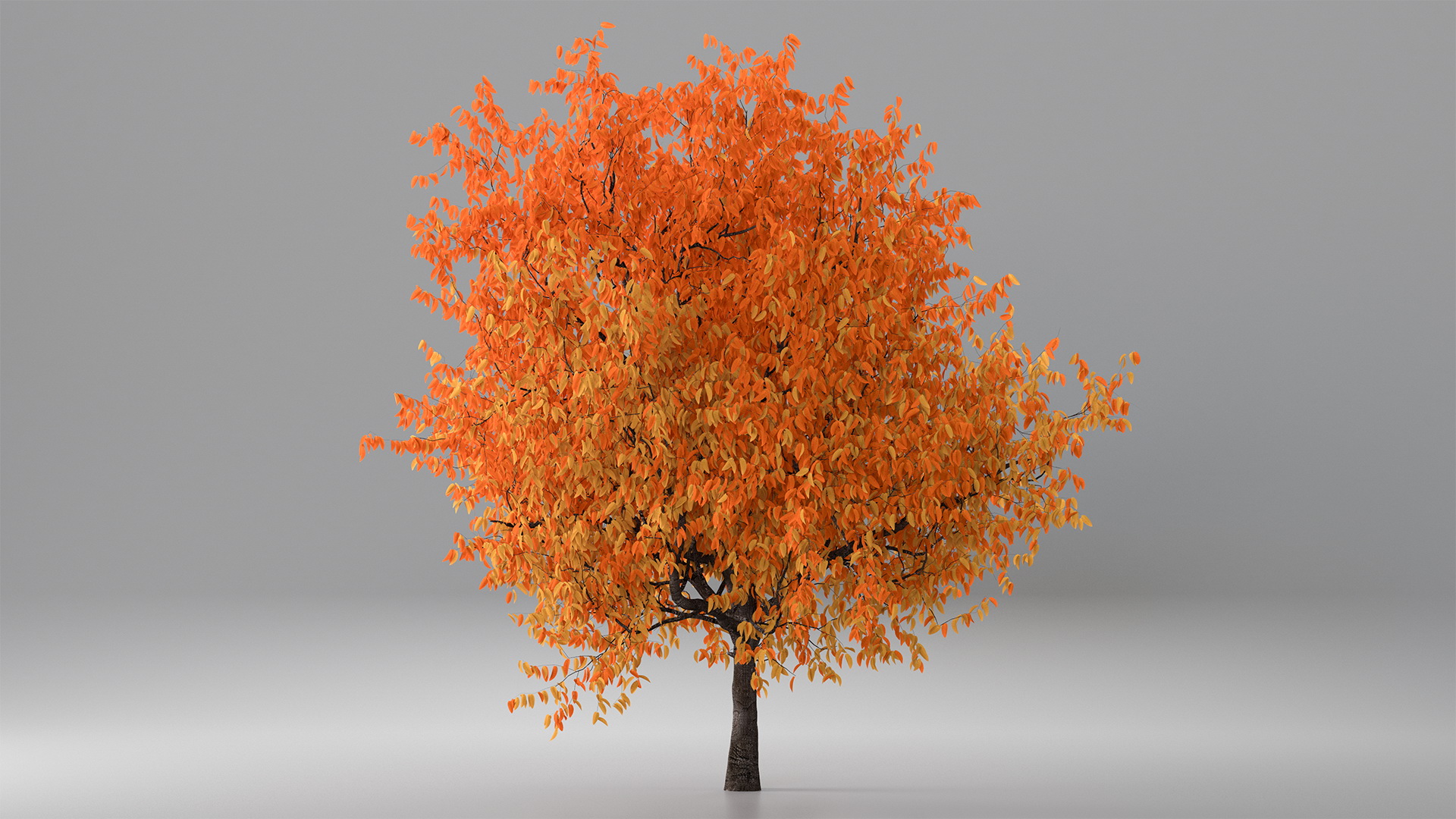3D Autumn Cherry Tree model