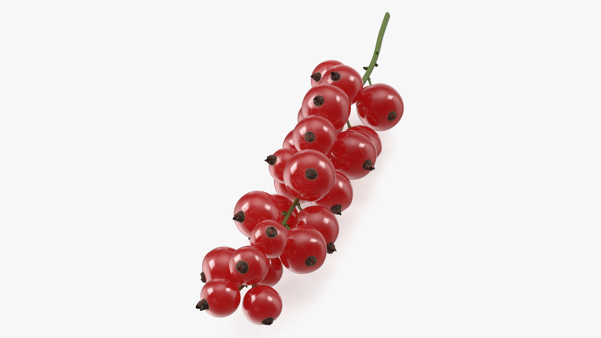 Red Currant on Stem 3D model