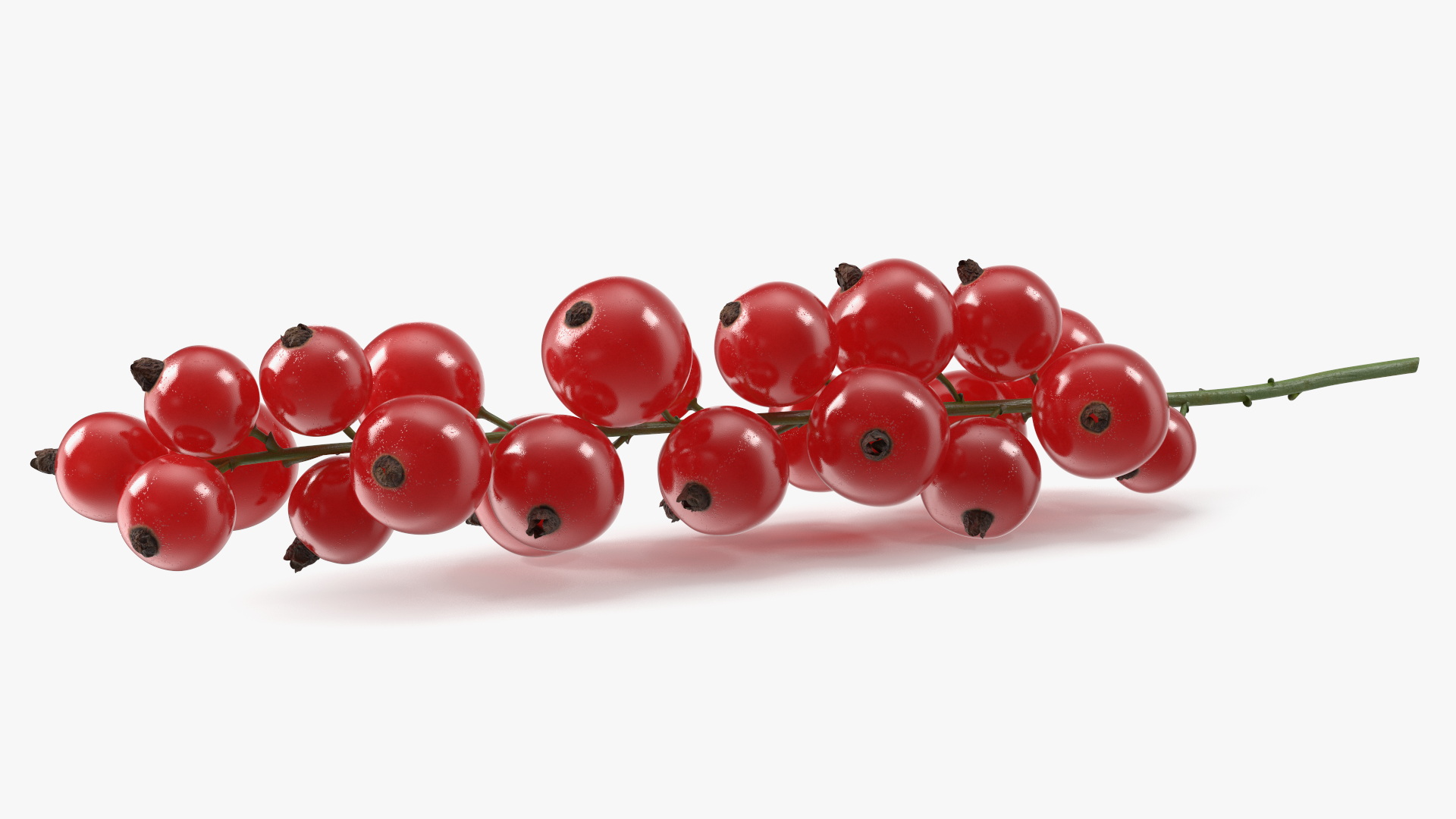 Red Currant on Stem 3D model