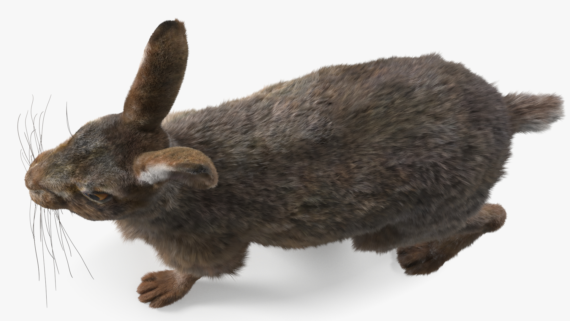 3D Jackrabbit Fur Rigged