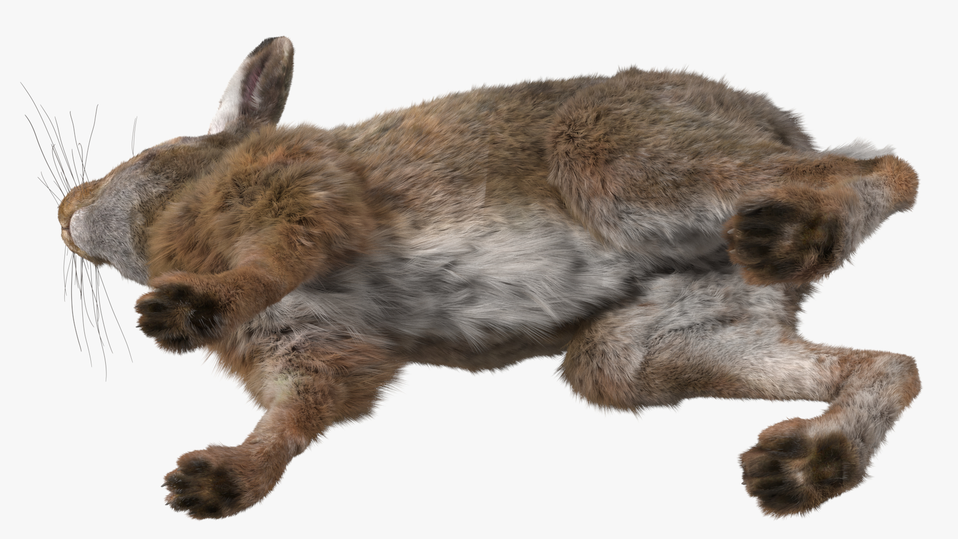 3D Jackrabbit Fur Rigged