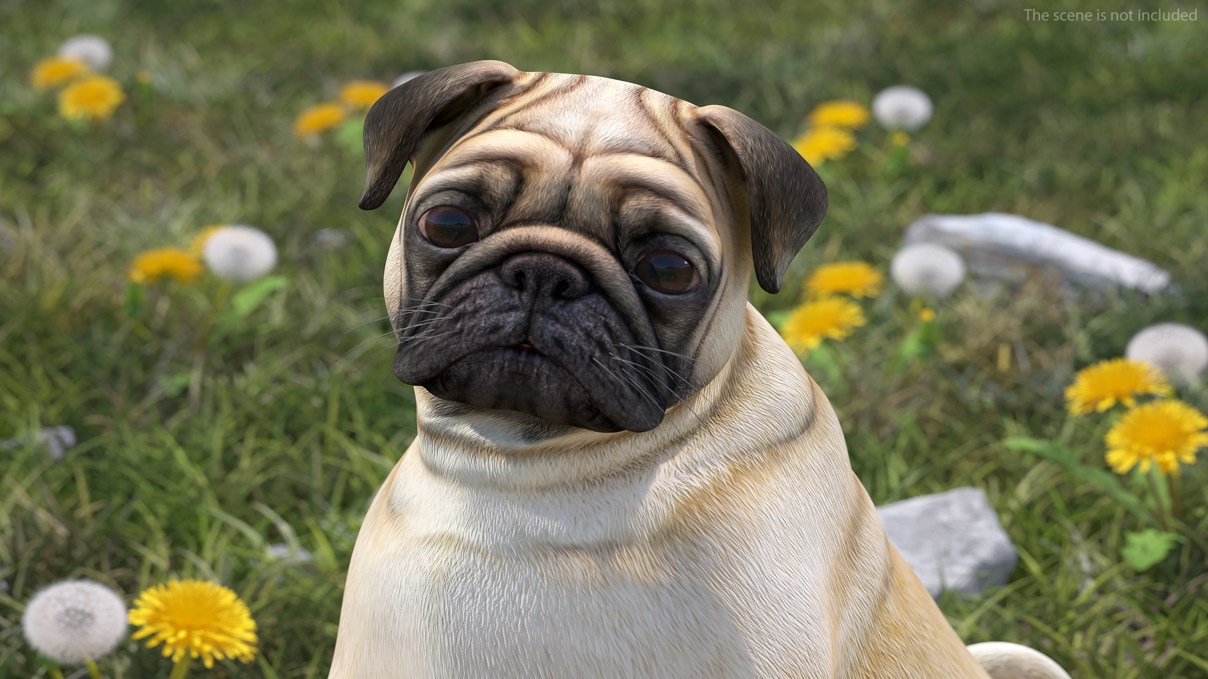 3D model Pug Dog Sitting Pose