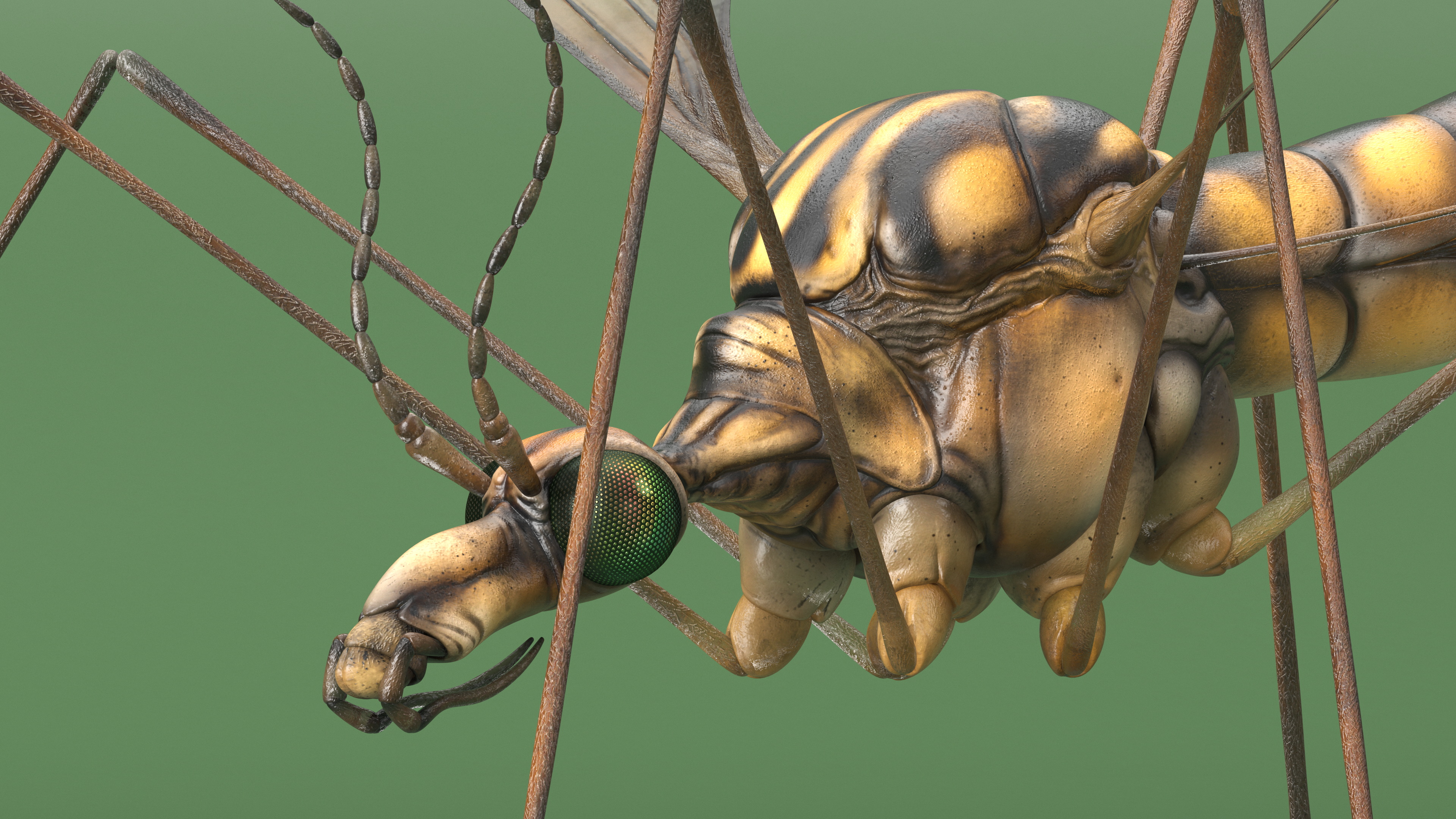3D Mosquito Hawk Crane Fly Gollywhopper