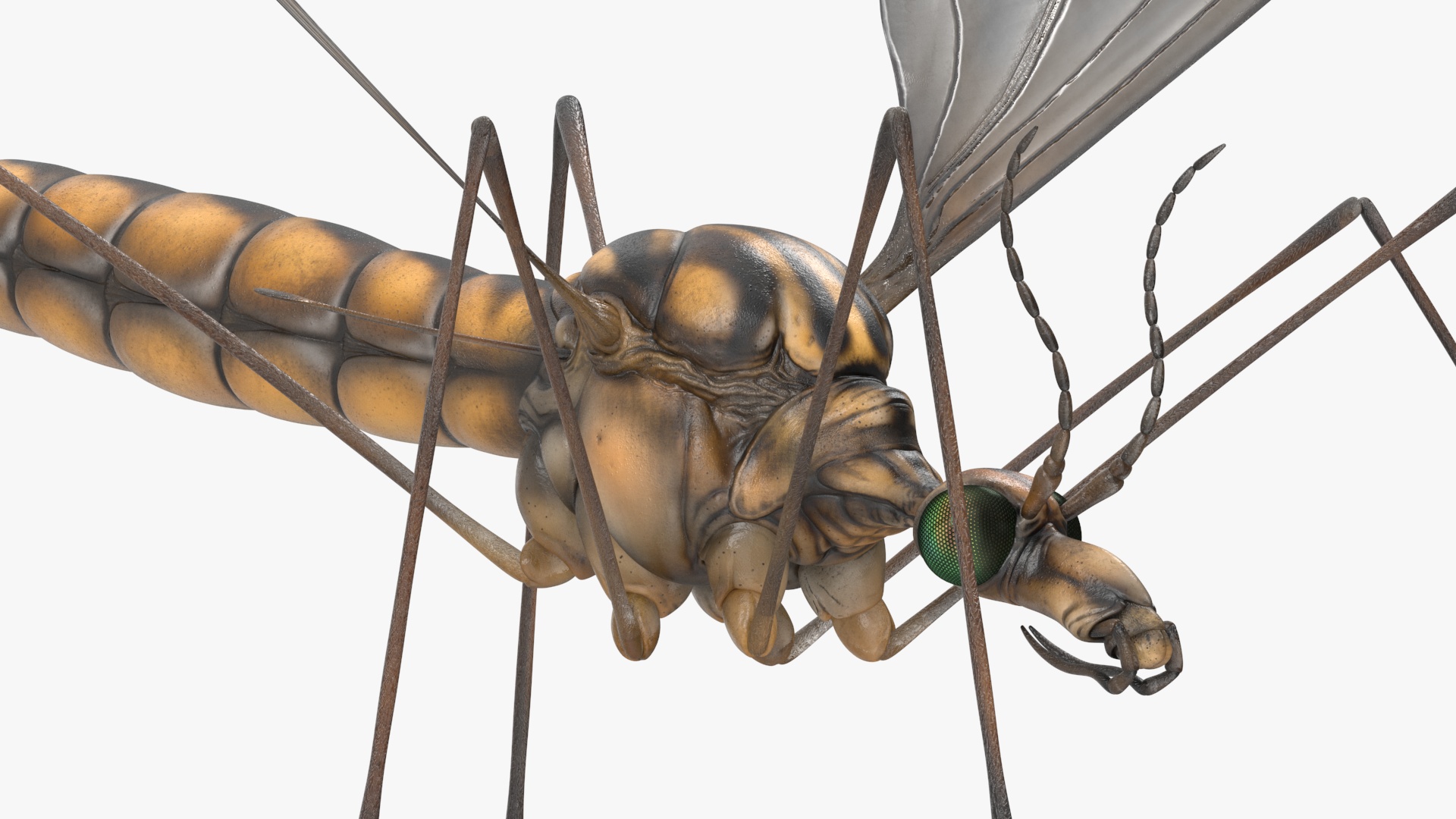 3D Mosquito Hawk Crane Fly Gollywhopper