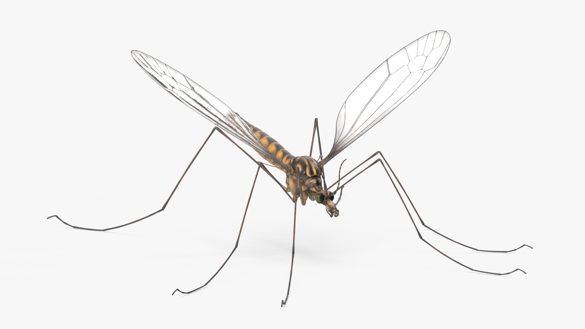 3D Mosquito Hawk Crane Fly Gollywhopper