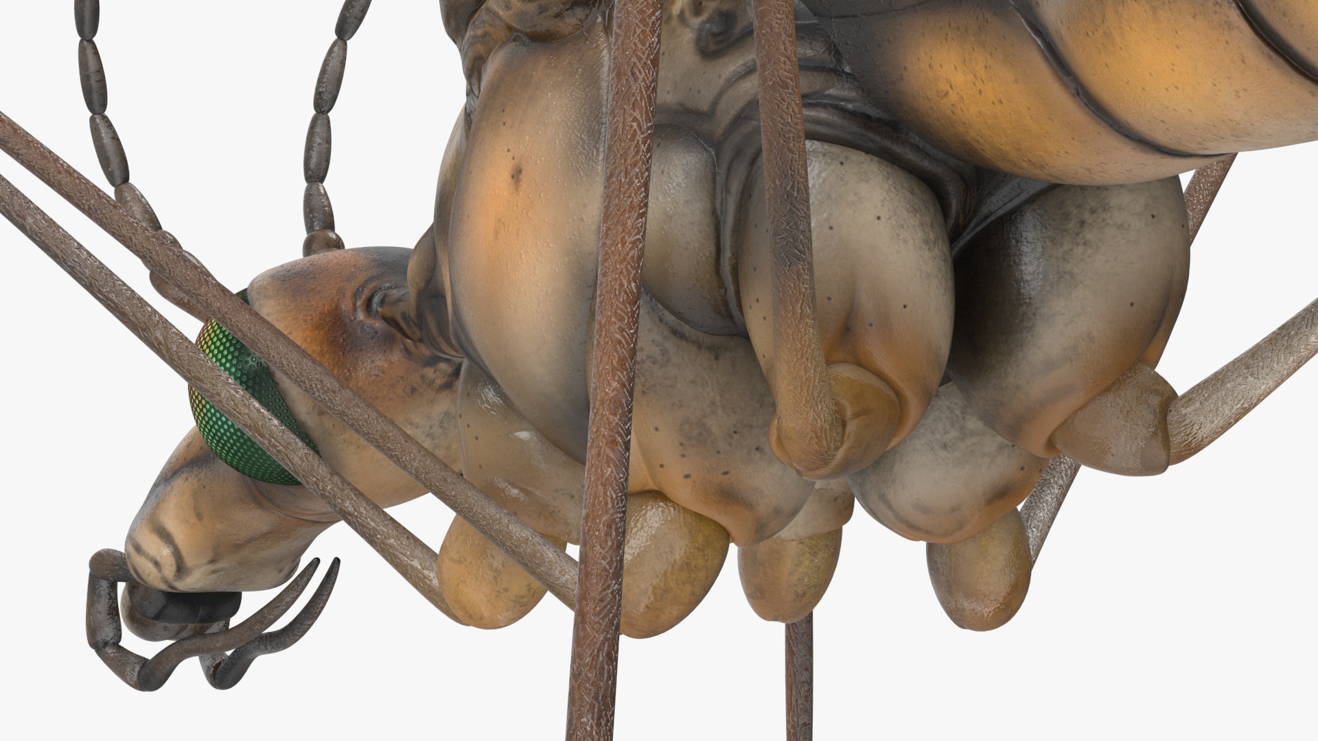 3D Mosquito Hawk Crane Fly Gollywhopper