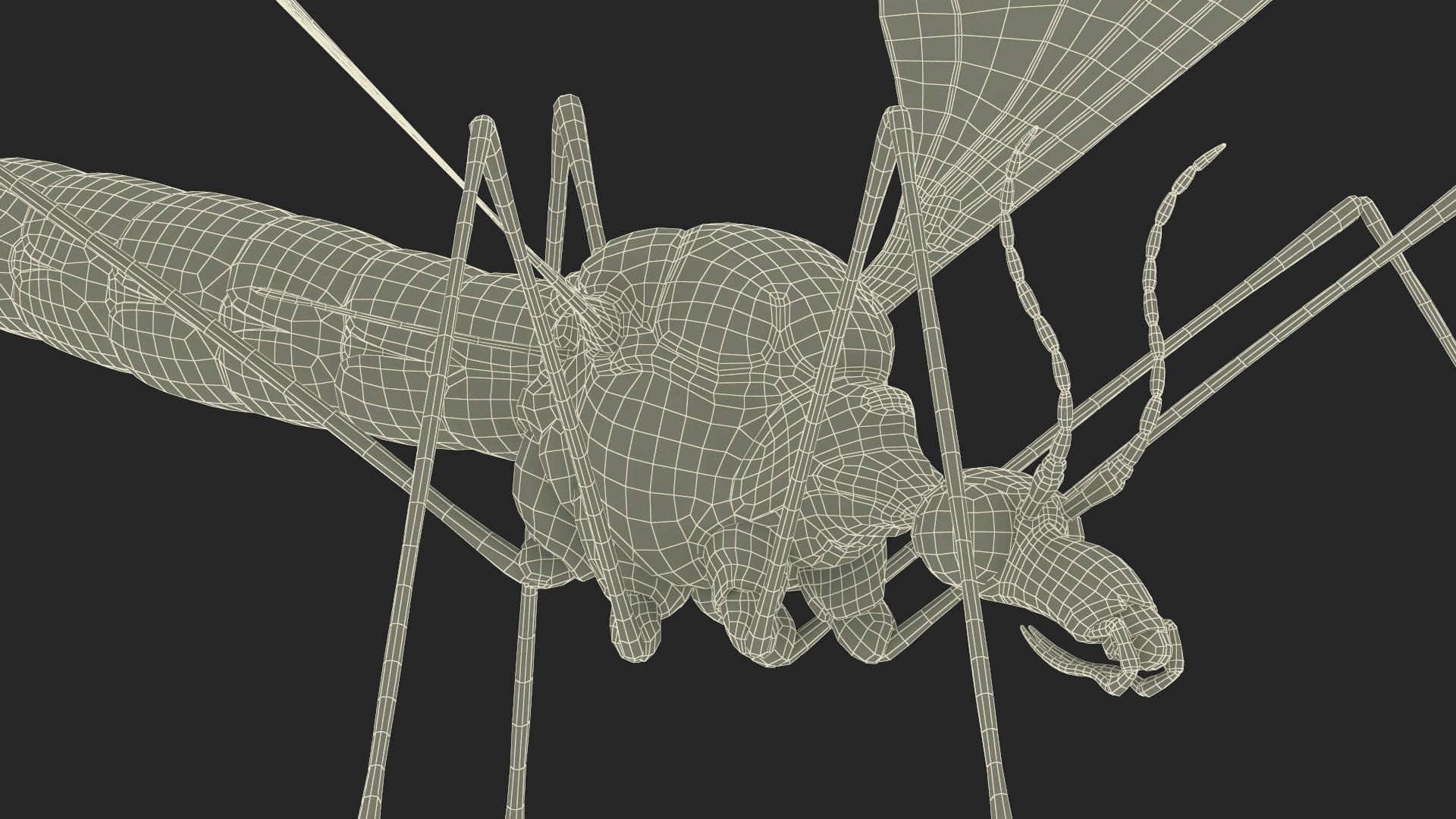 3D Mosquito Hawk Crane Fly Gollywhopper
