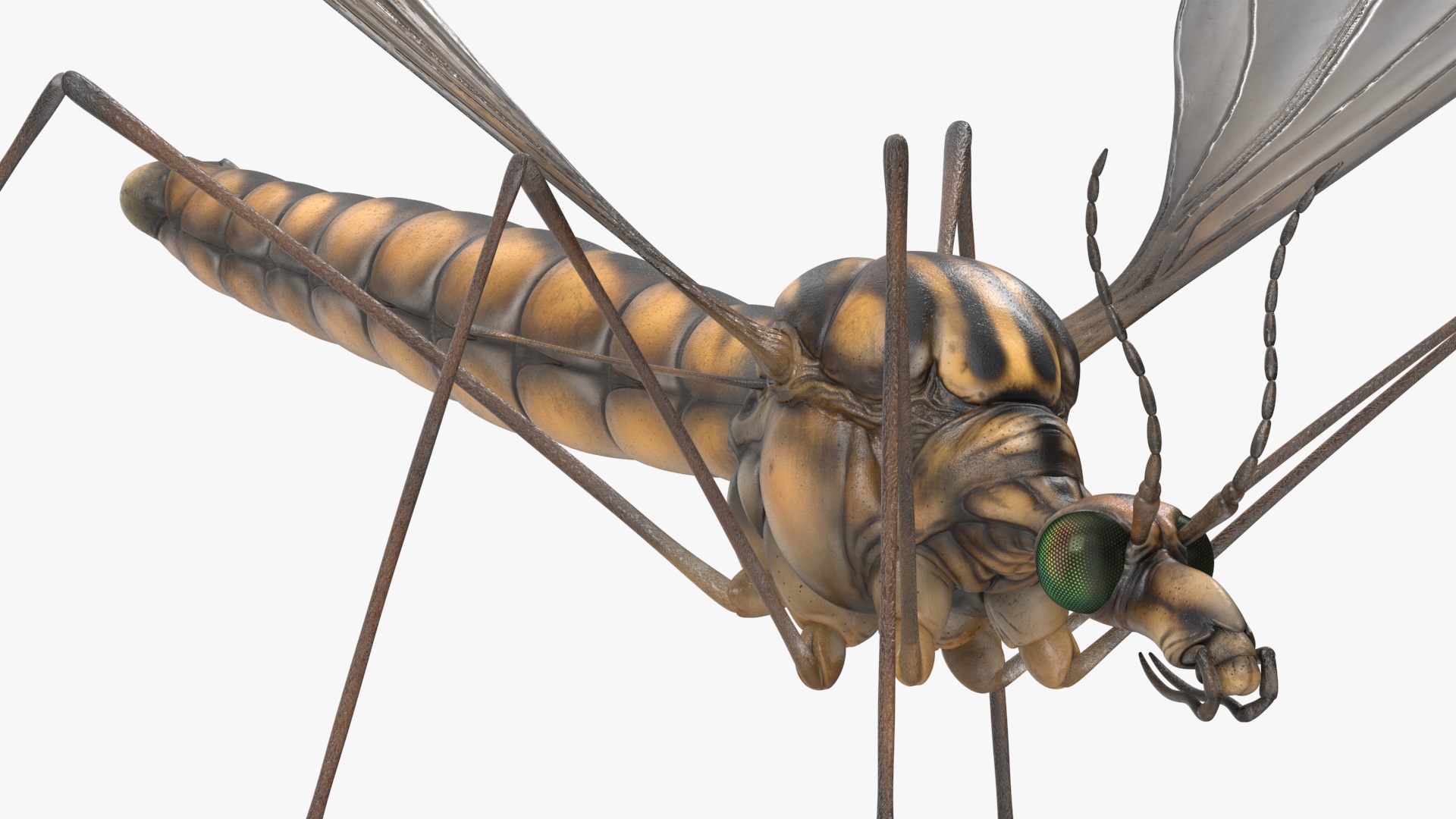 3D Mosquito Hawk Crane Fly Gollywhopper