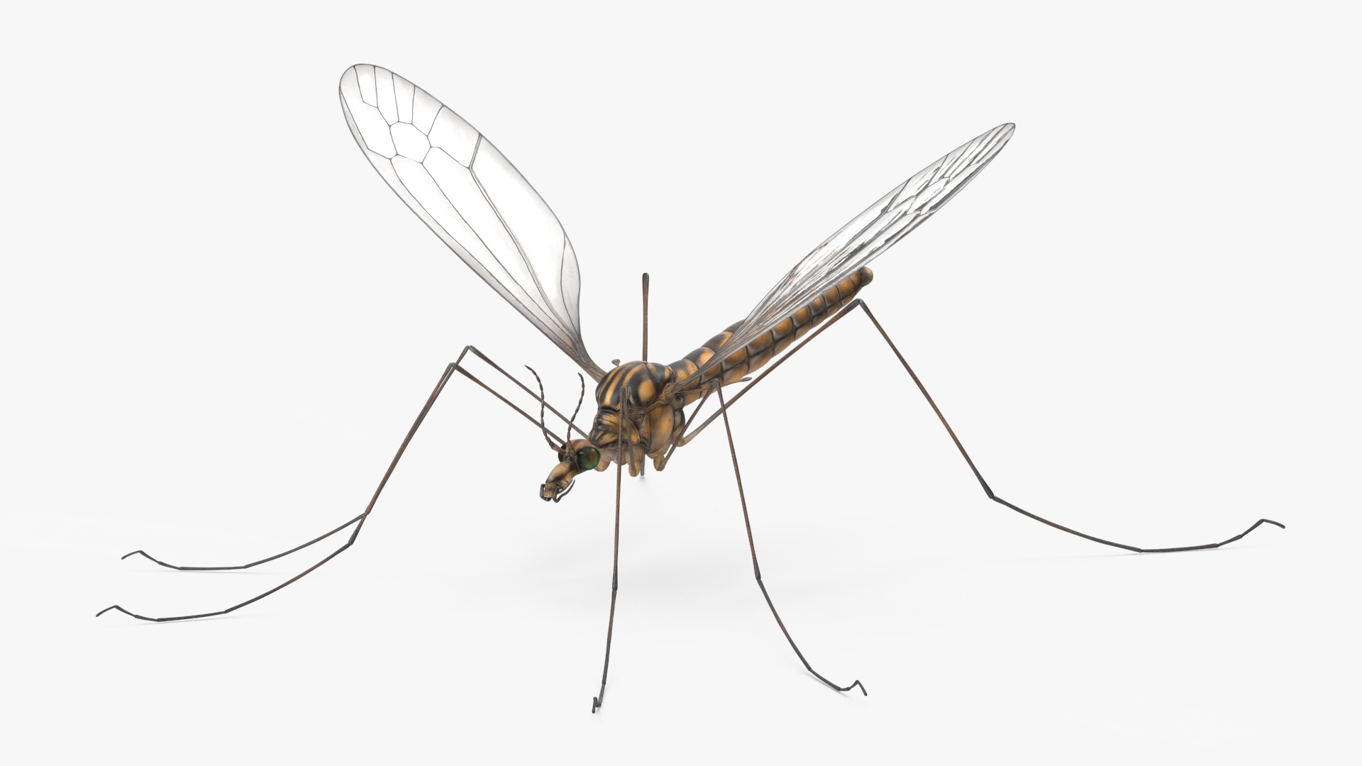 3D Mosquito Hawk Crane Fly Gollywhopper